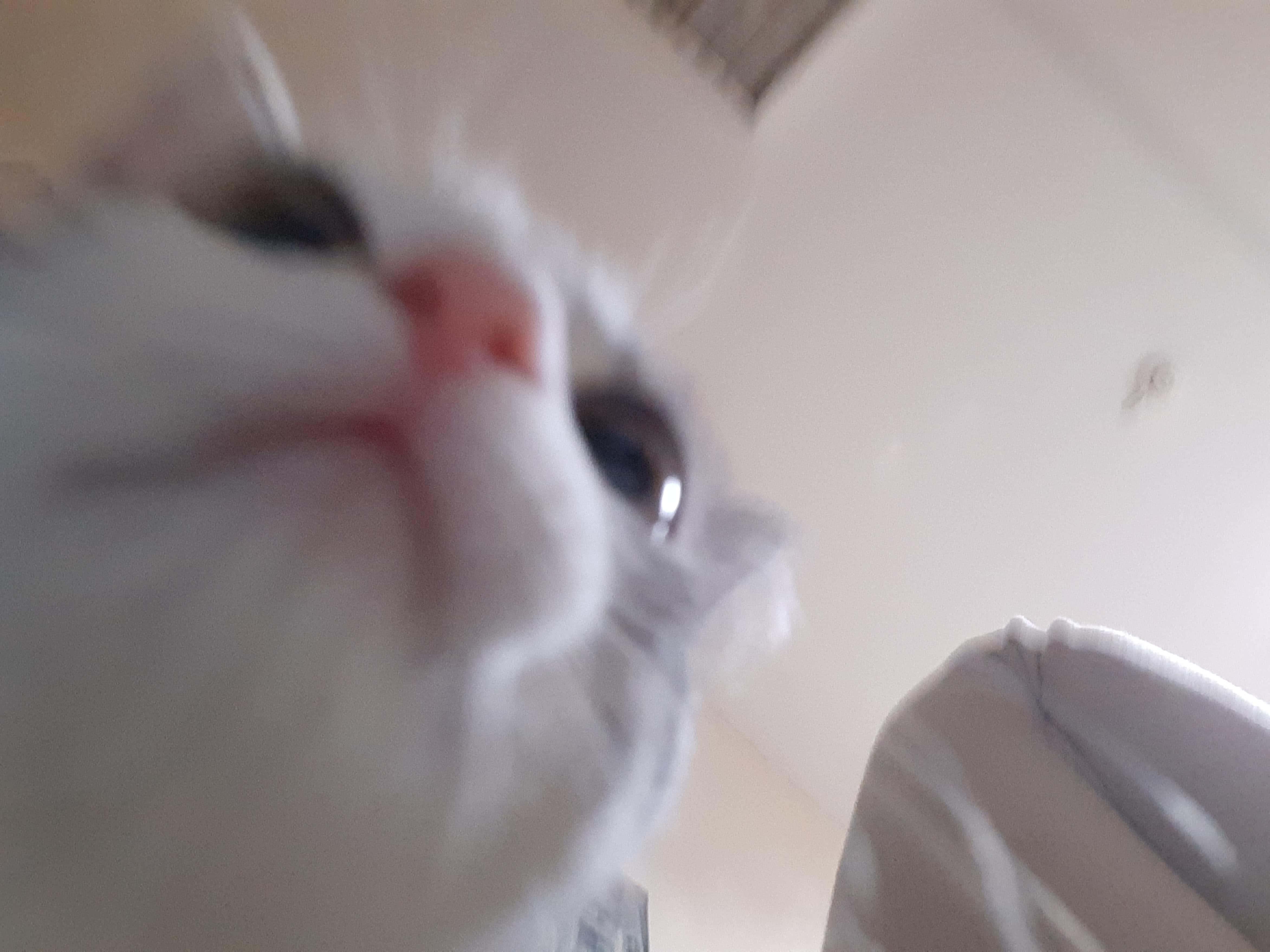 Funny Blurry Cute Cat PFP — 4688x3516 wallpaper