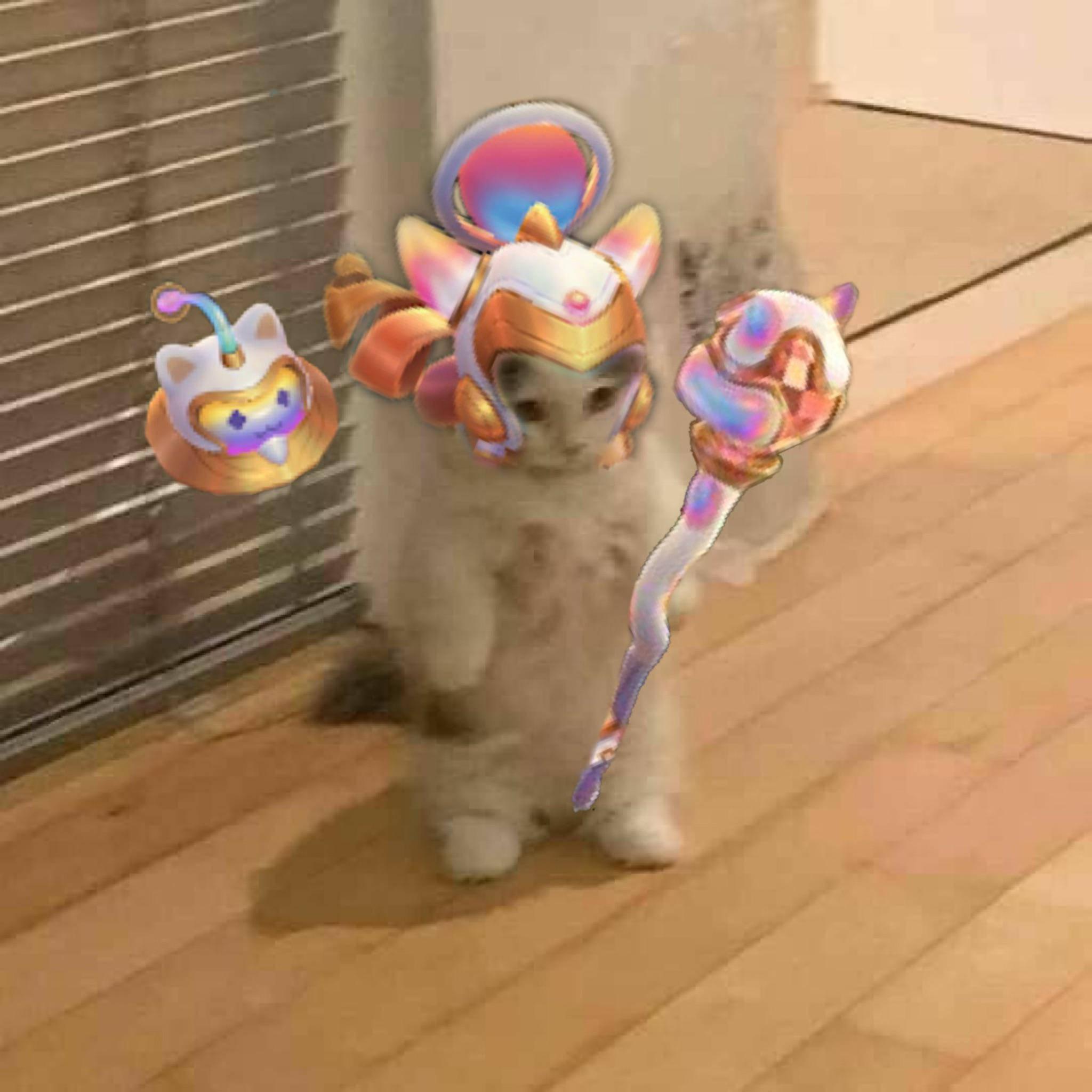 Funny Cute Cat Meme PFP — 2048x2048 wallpaper