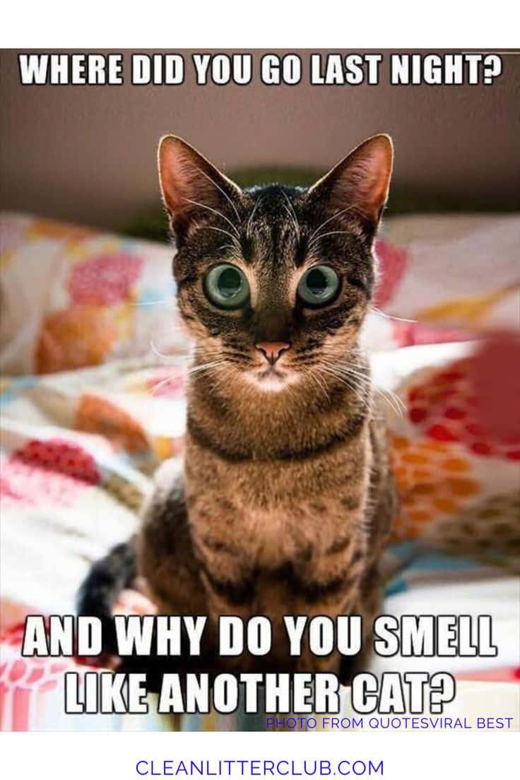 Funny Meme pictures — 736x1104 wallpaper