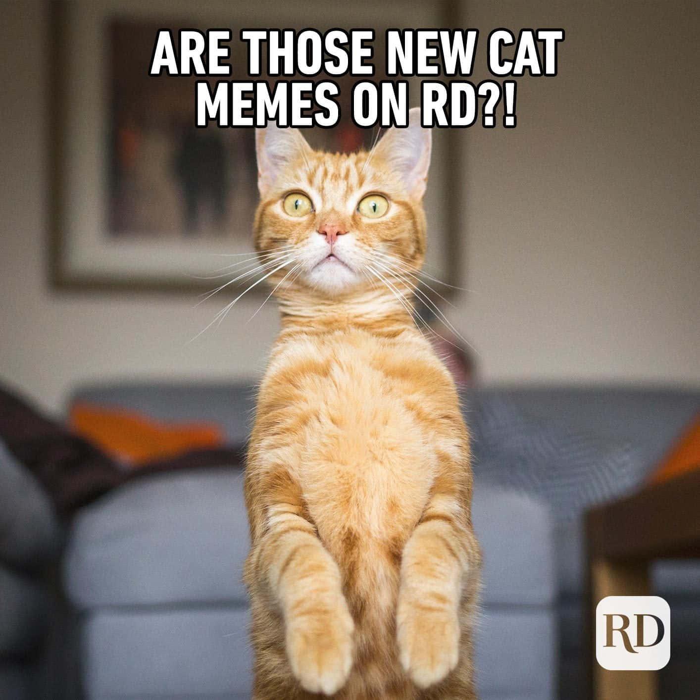 Funny Meme pictures — 1414x1414 wallpaper