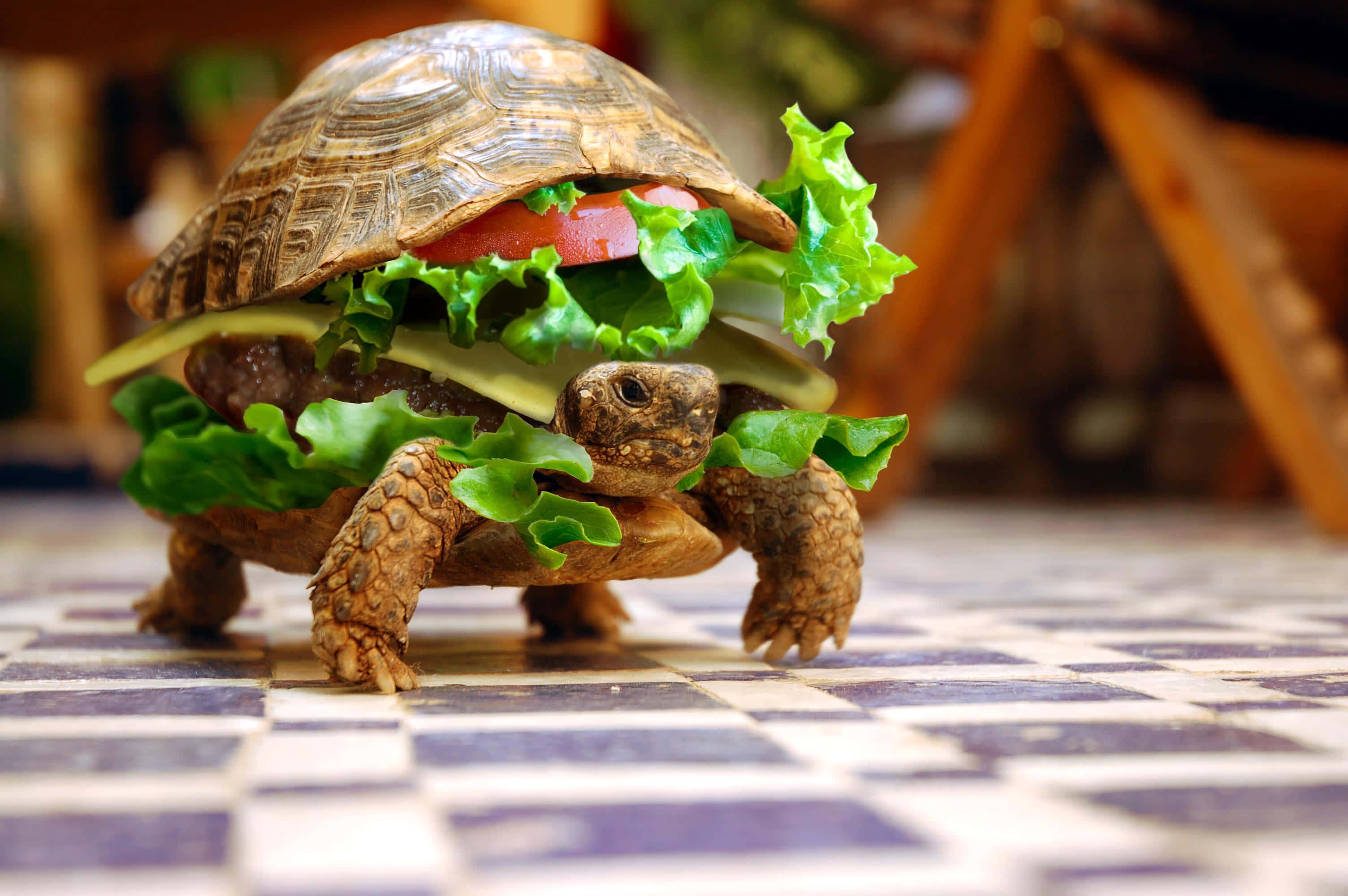 Funny Turtle With Burger Shell Background — 3008x2000 wallpaper