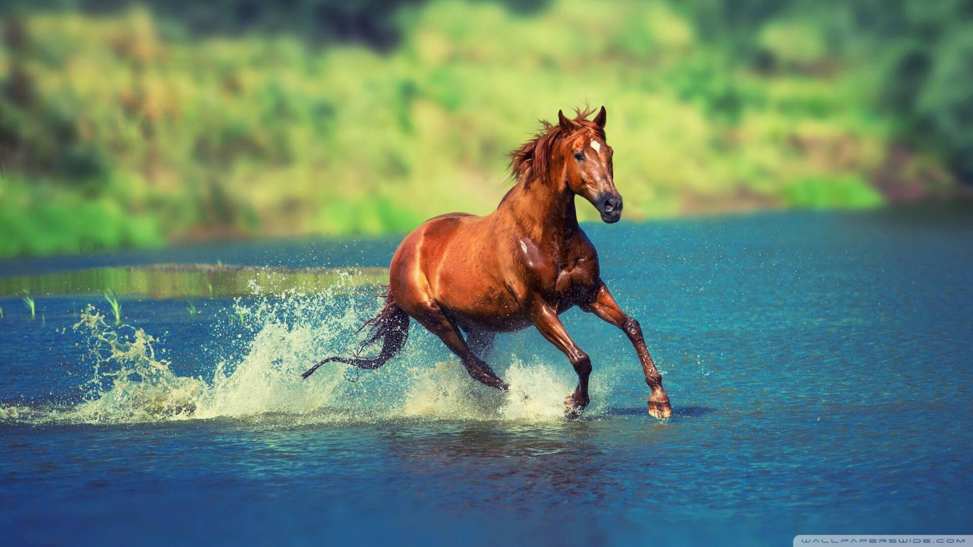 Galloping in Freedom — 1920x1080 wallpaper