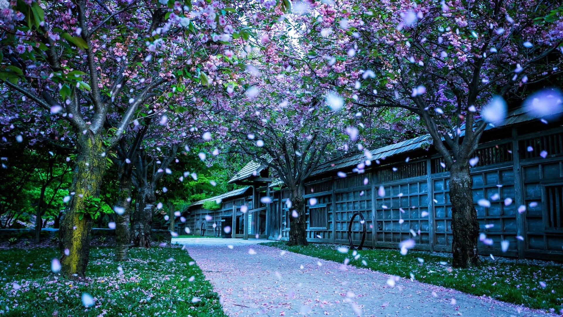 Garden of Eden — 1920x1080 wallpaper
