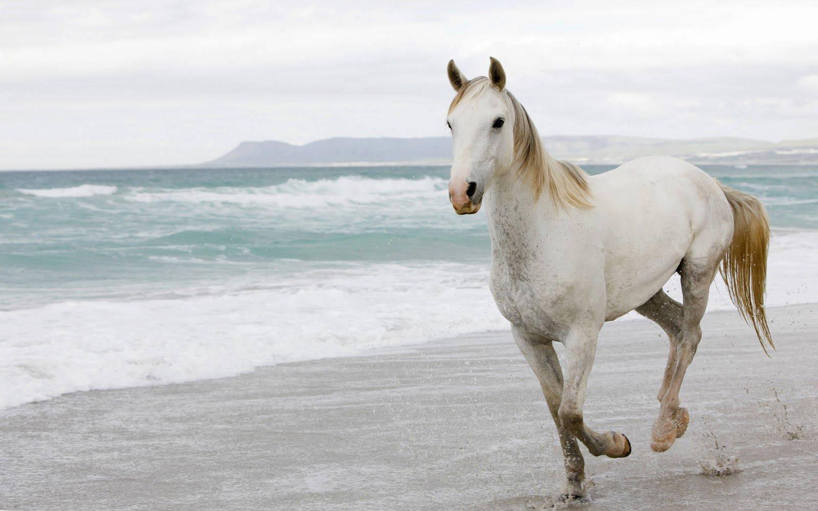 Gentle Power - White Horse on the Beach — 1600x1000 wallpaper