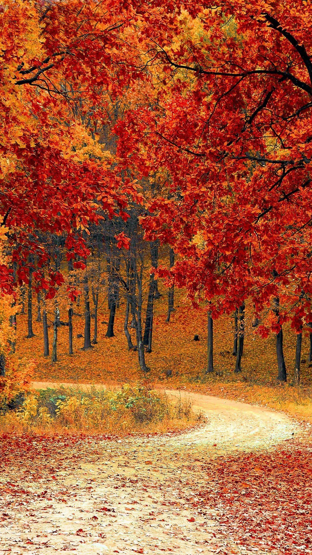 Get into the autumn spirit with an iPhone — 1242x2208 wallpaper