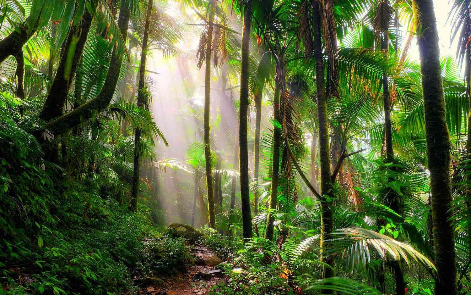 Get lost in the majestic beauty of the forest. — 1500x938 wallpaper