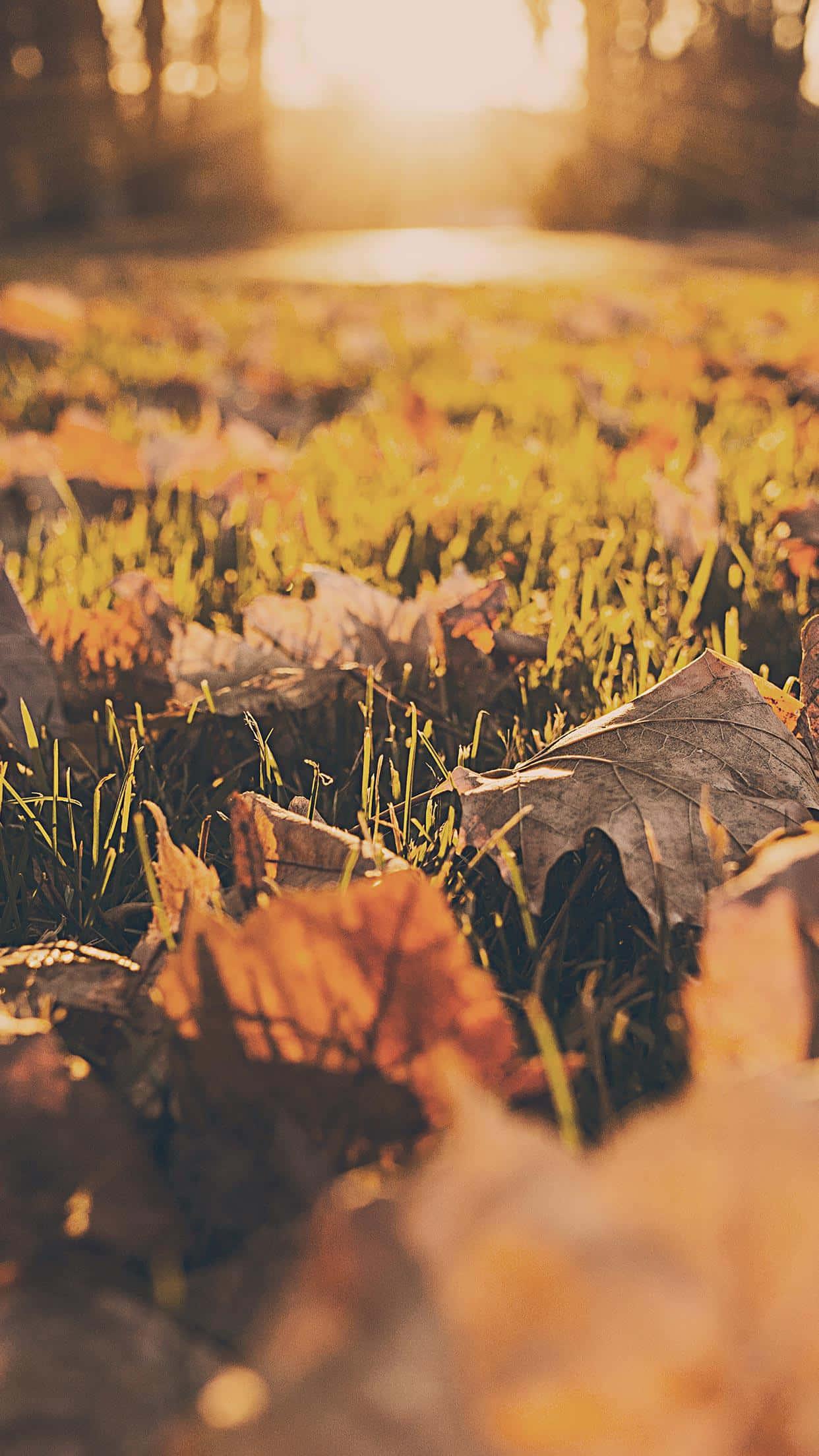 Get ready for Fall with this stunning iPhone background — 1242x2208 wallpaper