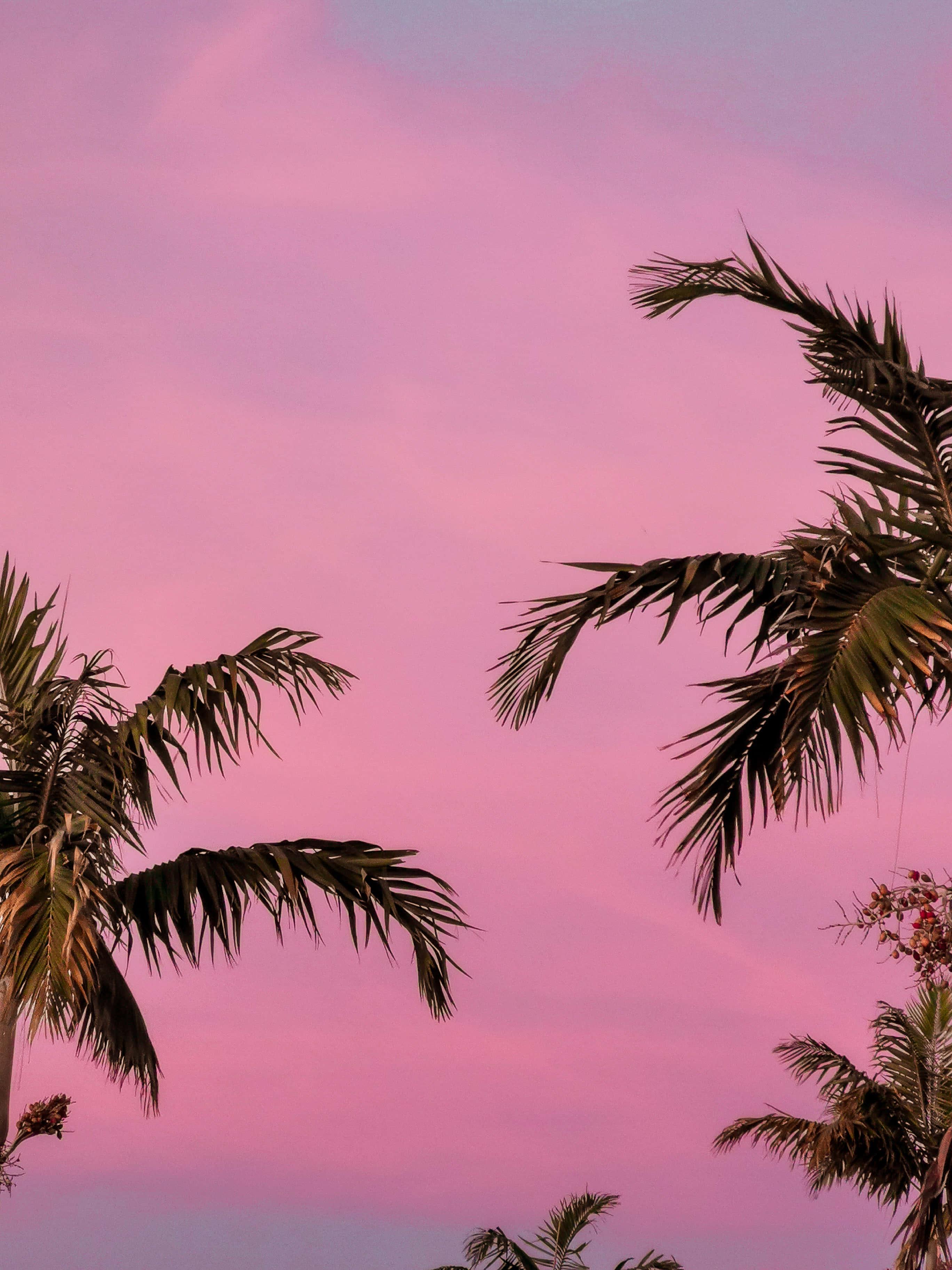 Get ready for the summer with these cool and stylish pink aesthetics — 2736x3648 wallpaper