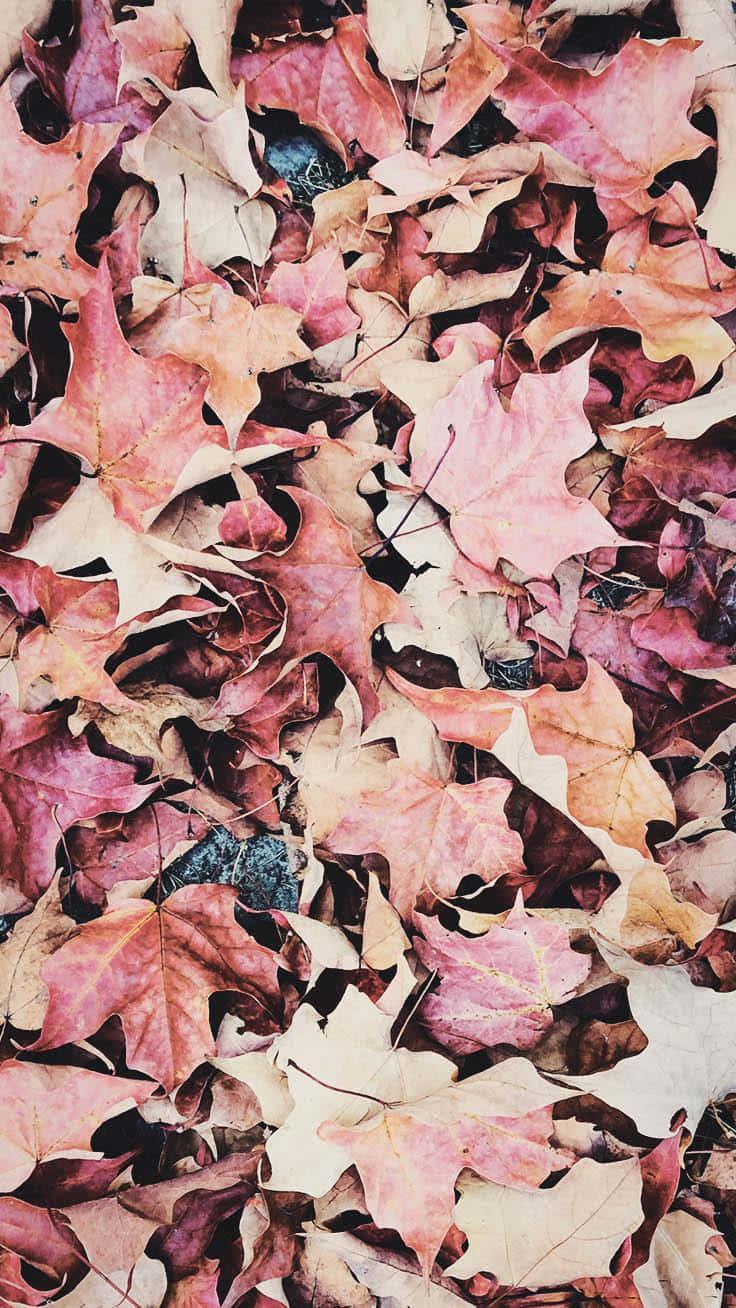 Get ready to greet the autumn season in style with our Fall iPhone background — 736x1308 wallpaper