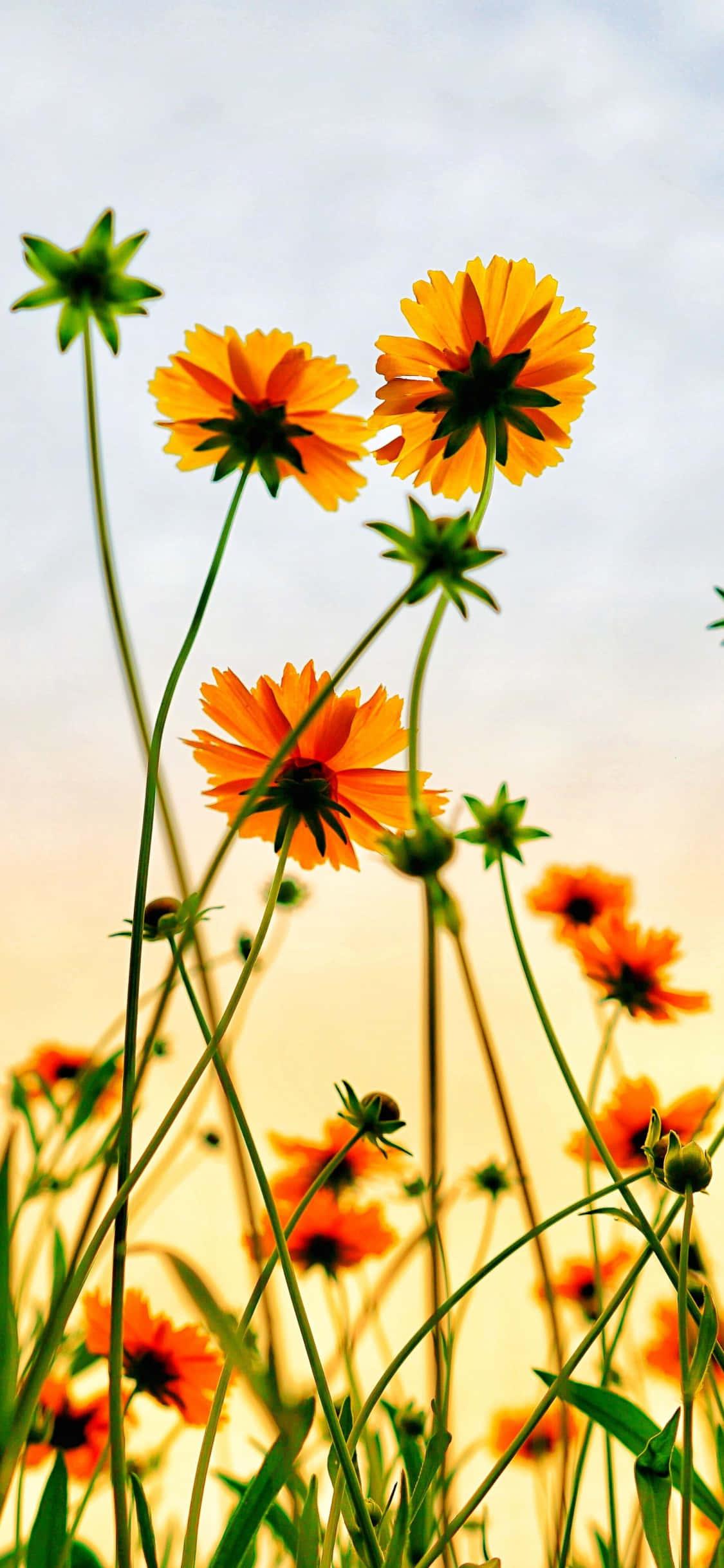 Get the perfect summer iPhone background to capture the season! — 1125x2436 wallpaper