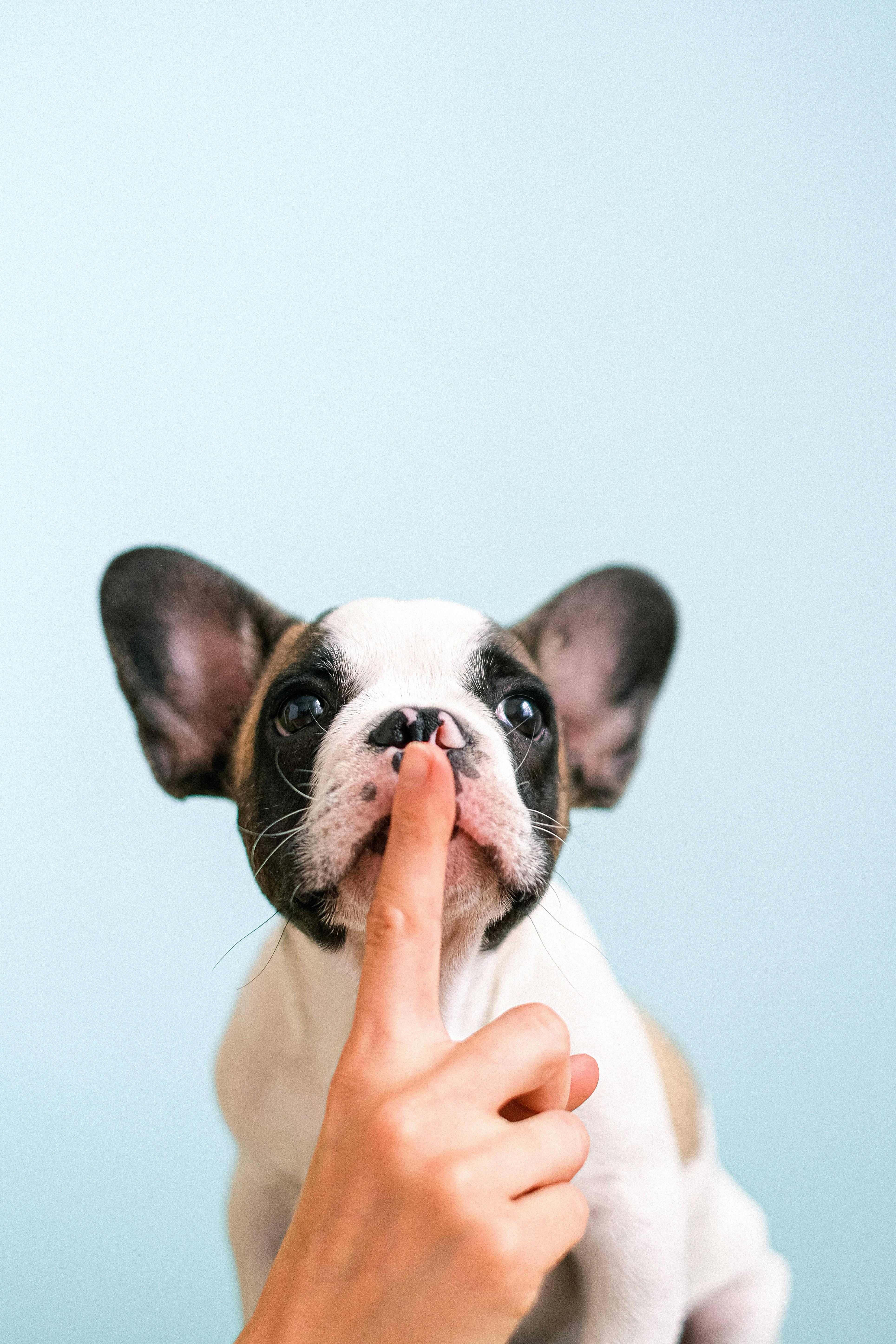 Get Your Fur-Ever Best Friend! — 3857x5786 wallpaper