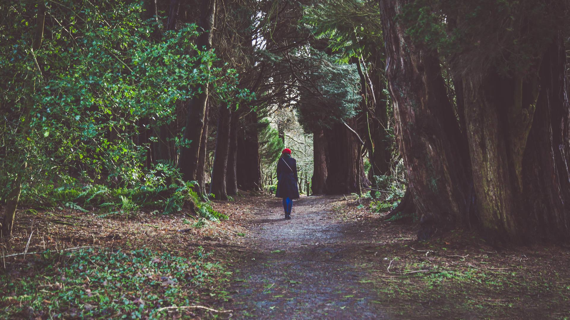 Girl Alone Enchanted Forest — 1920x1080 wallpaper