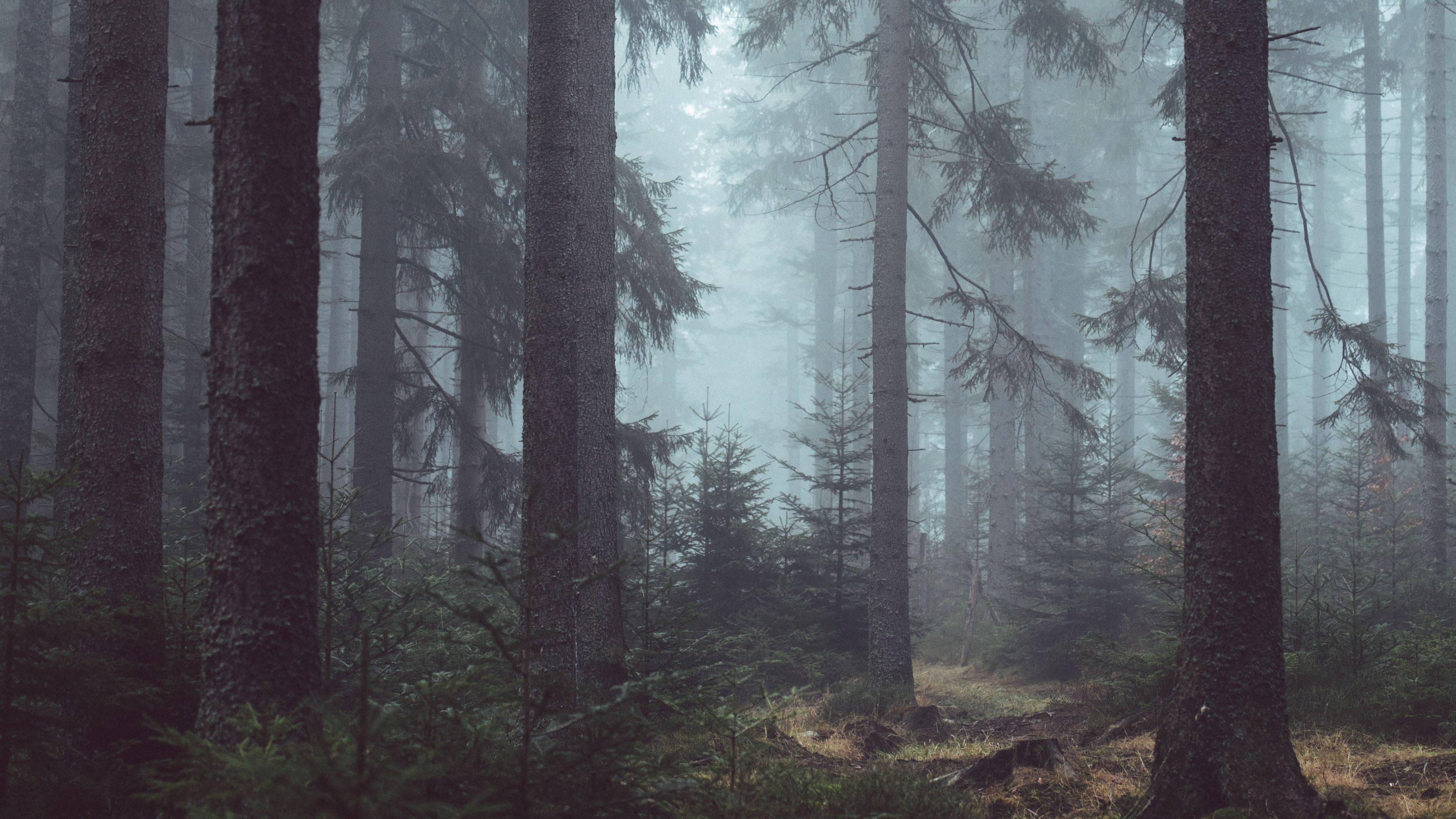 Gloomy Forest View — 3840x2160 wallpaper