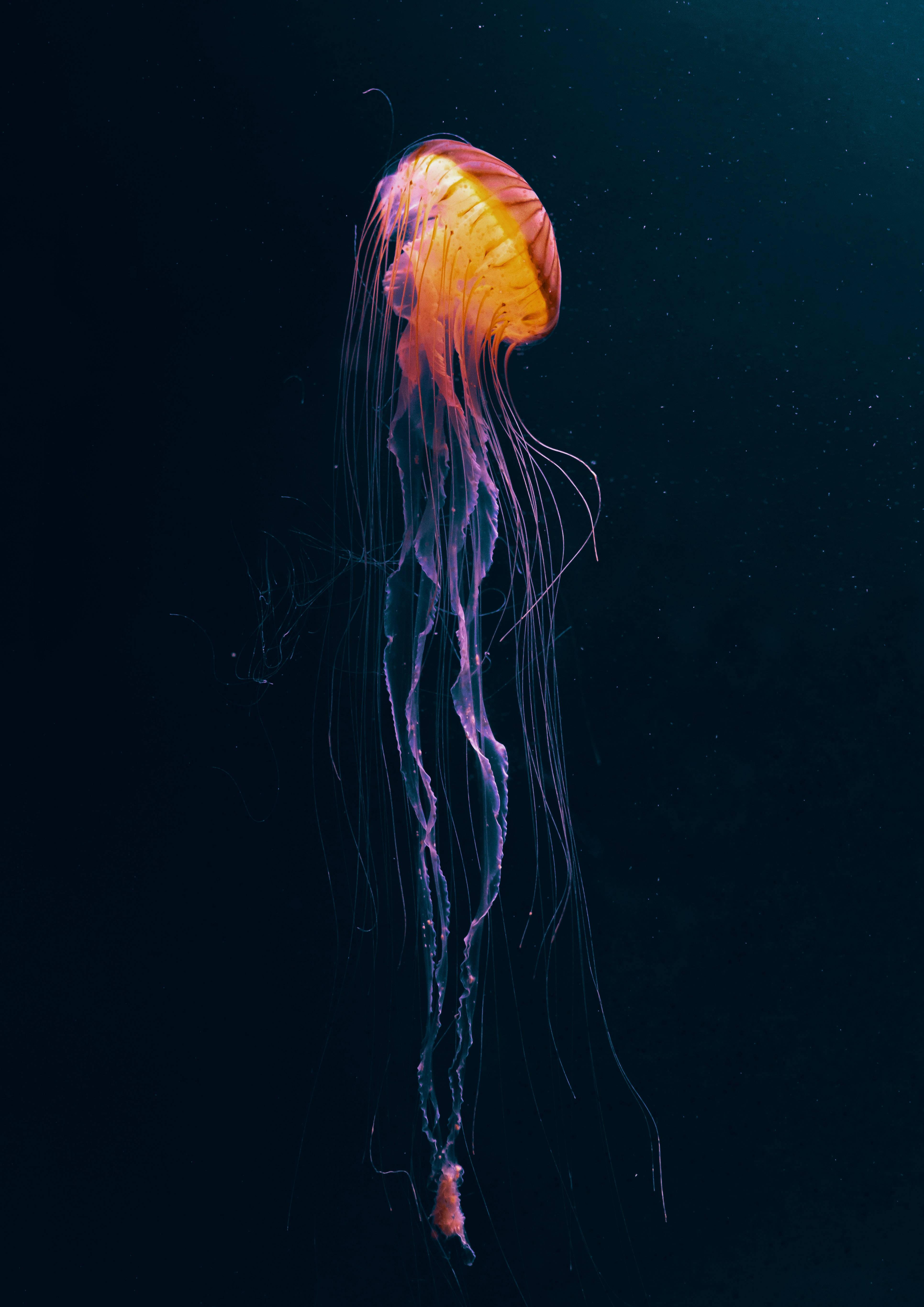 Glowing Underwater Creature Dark Anime — 3862x5461 wallpaper