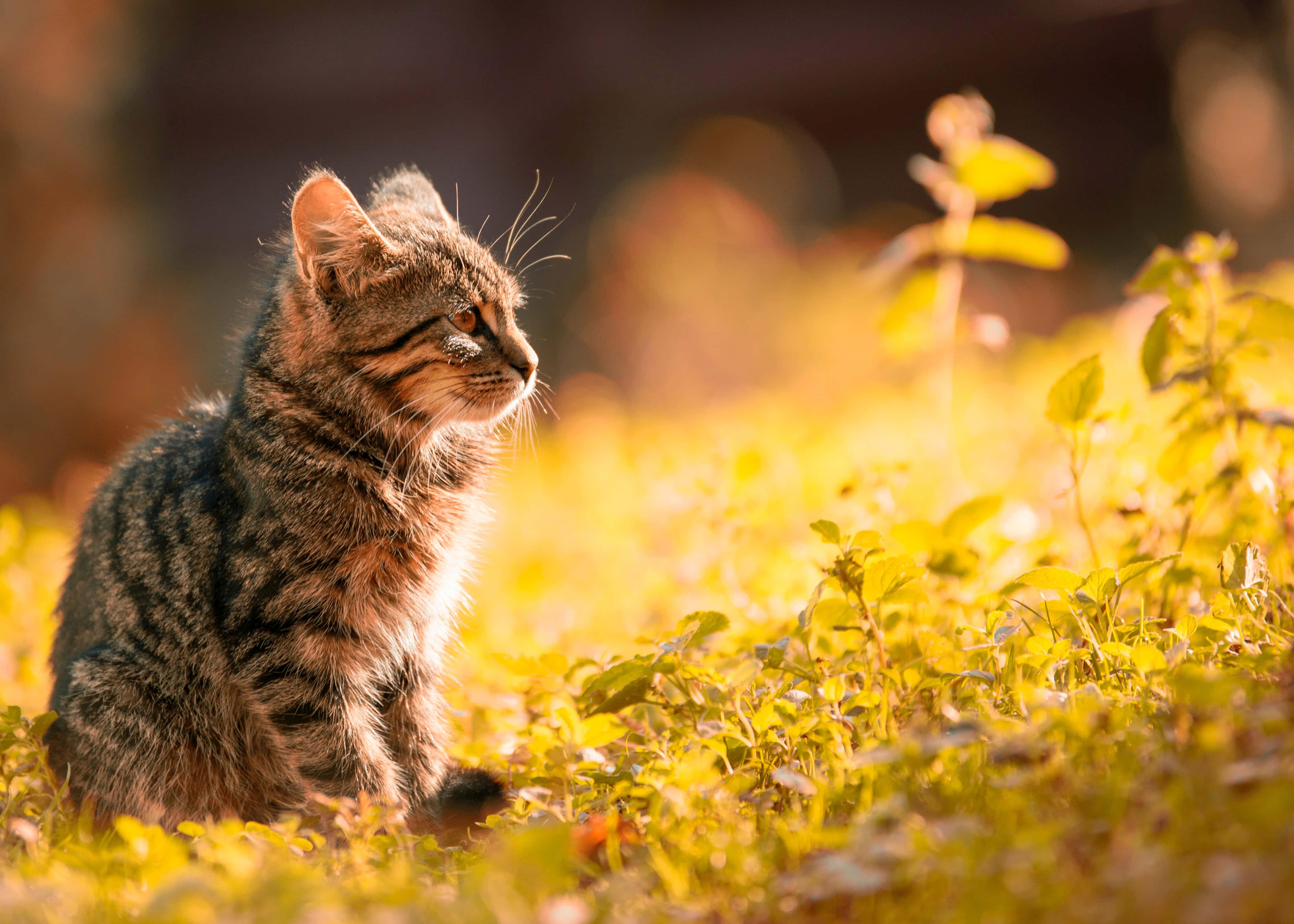Gold Light Cute Cat PFP — 4469x3192 wallpaper