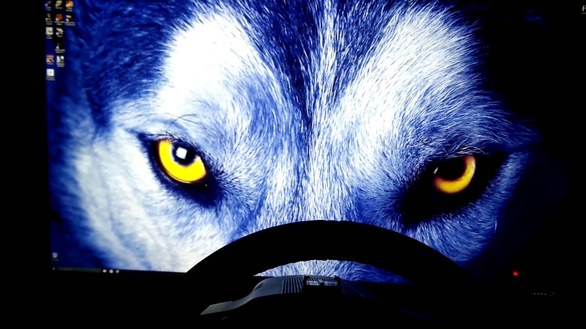 Golden-Eyed Wolf Roaming Through the Forest — 1920x1080 wallpaper