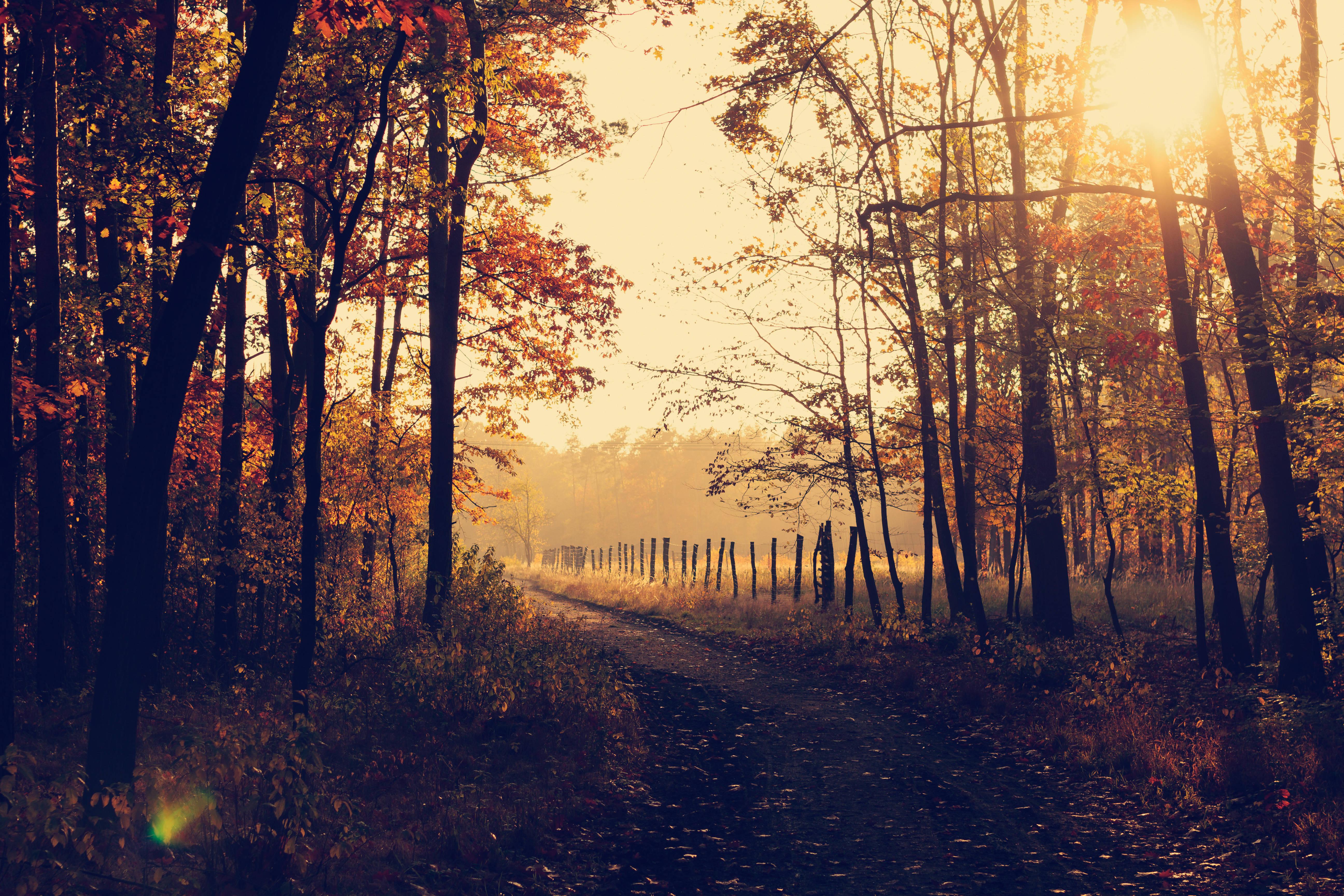 Golden Hour Pathway During Fall — 5184x3456 wallpaper