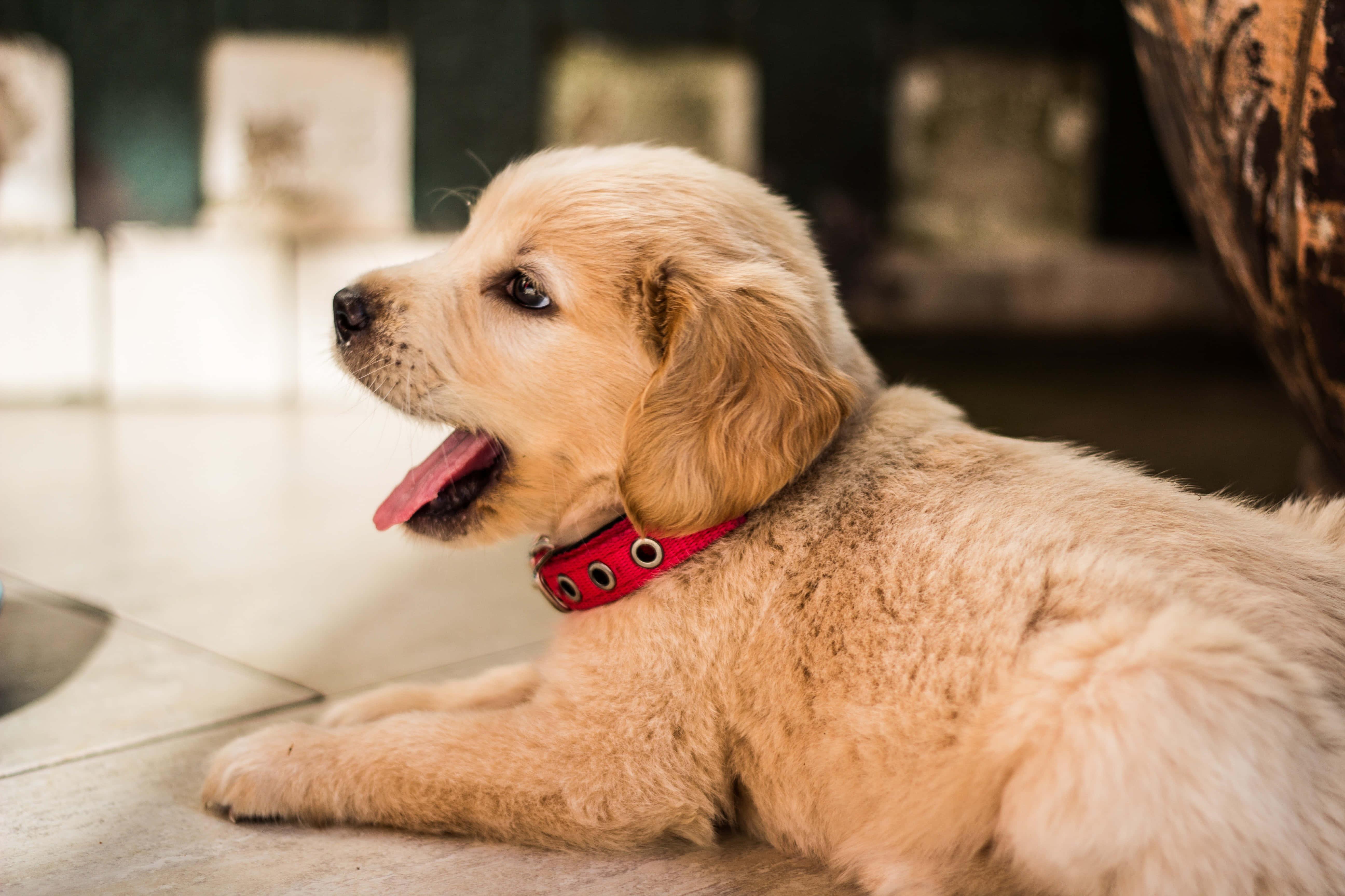 Golden Retriever Puppy Picture — 5184x3456 wallpaper