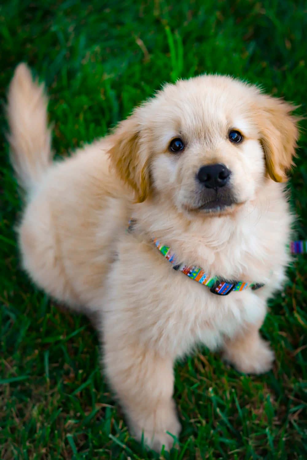 Golden Retriever Puppy Portrait Picture — 1000x1500 wallpaper