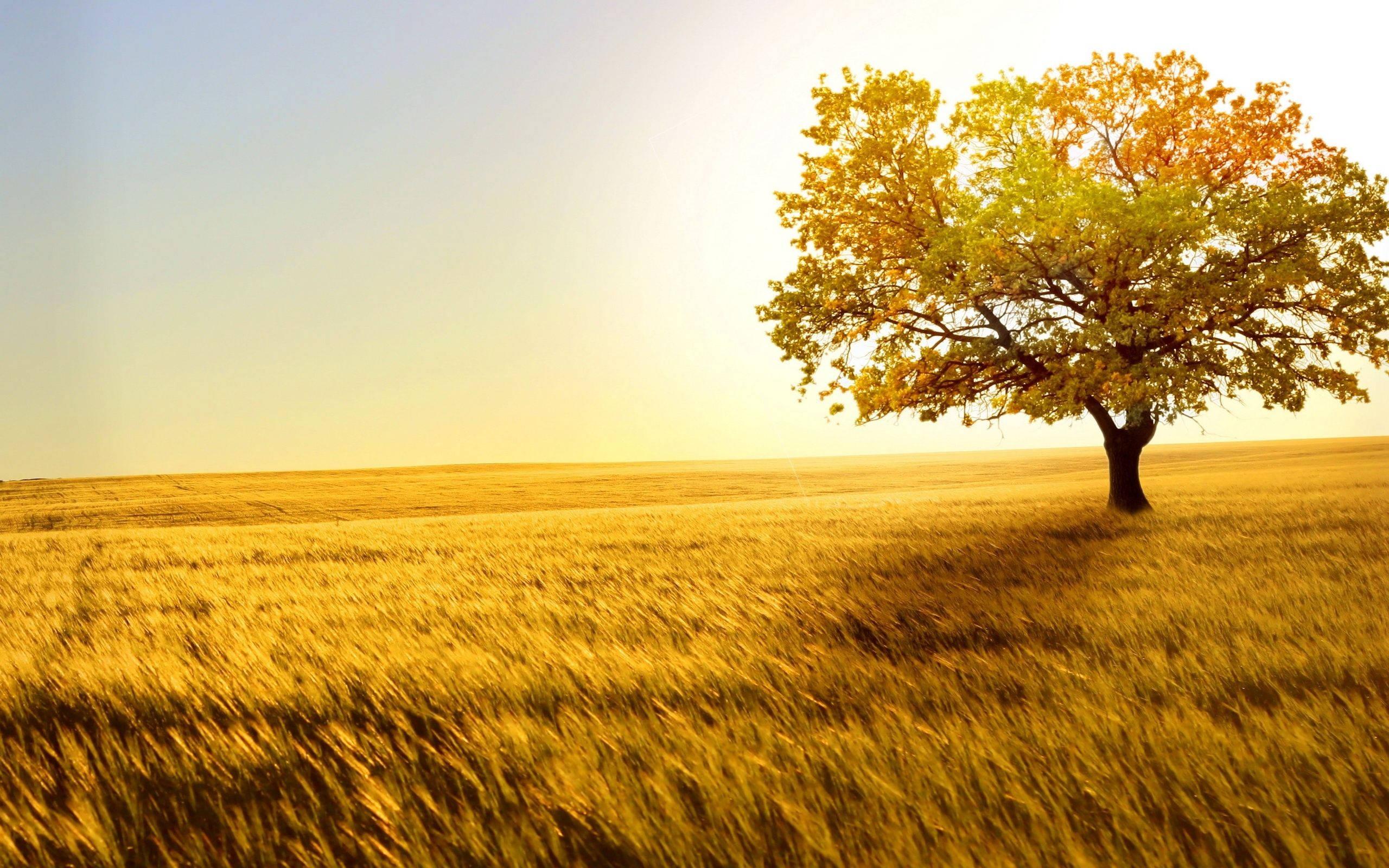 Golden Scenic Nature — 2560x1600 wallpaper