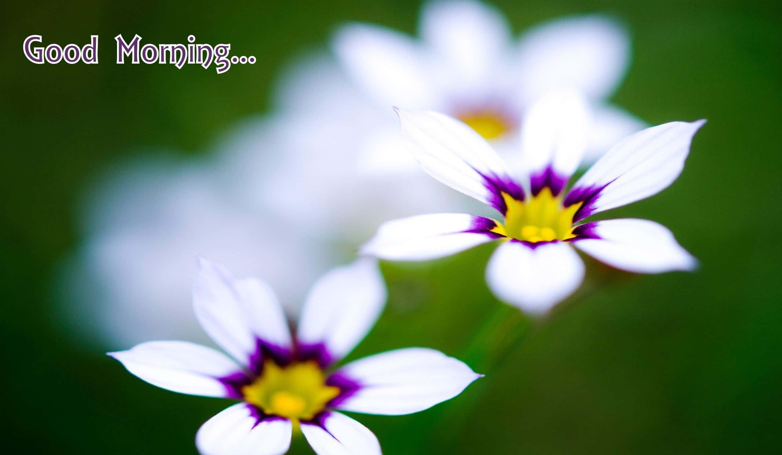 Good Morning Flower Picture — 2560x1490 wallpaper