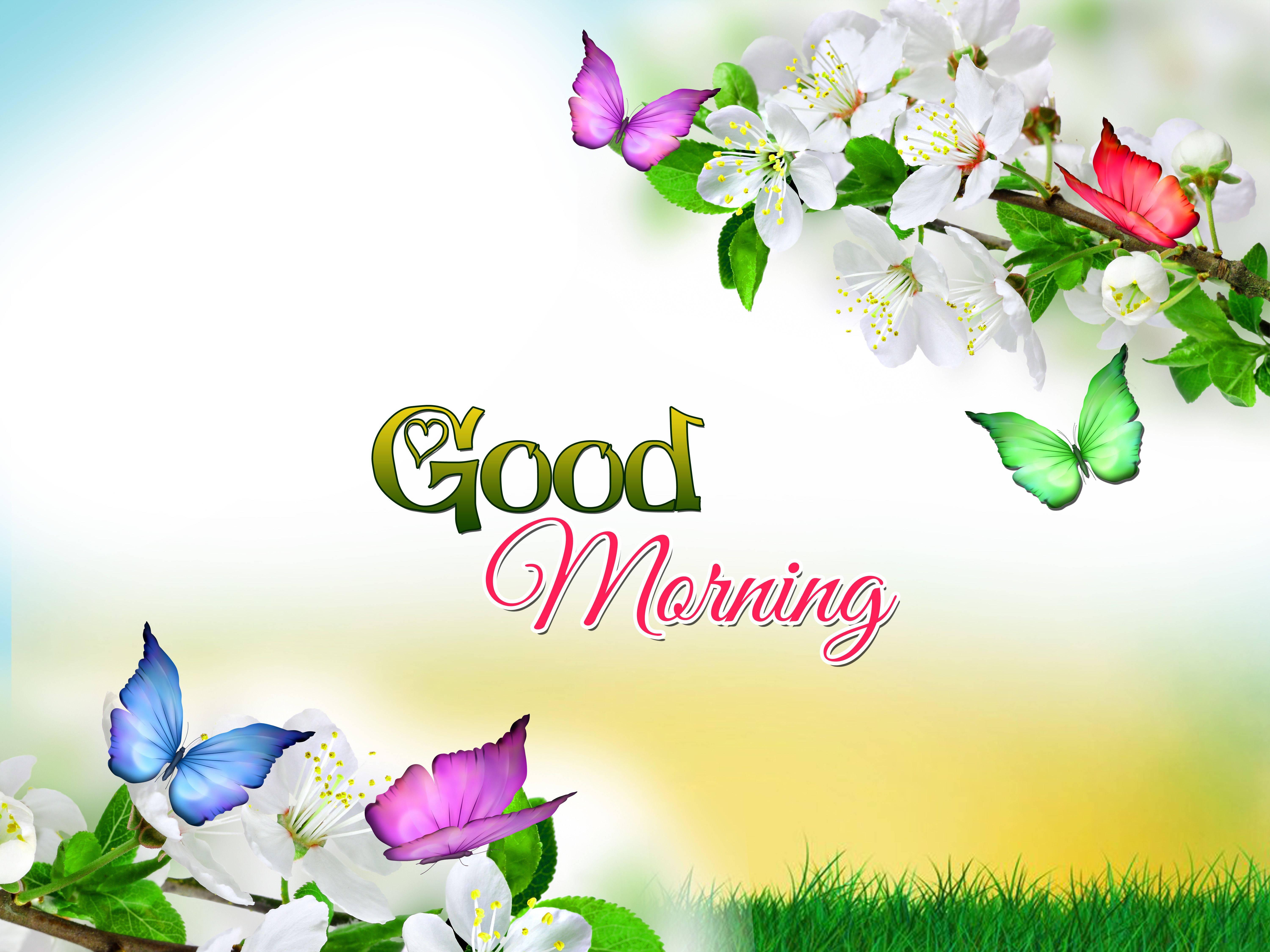 Good Morning Flowers Butterfly — 6000x4500 wallpaper