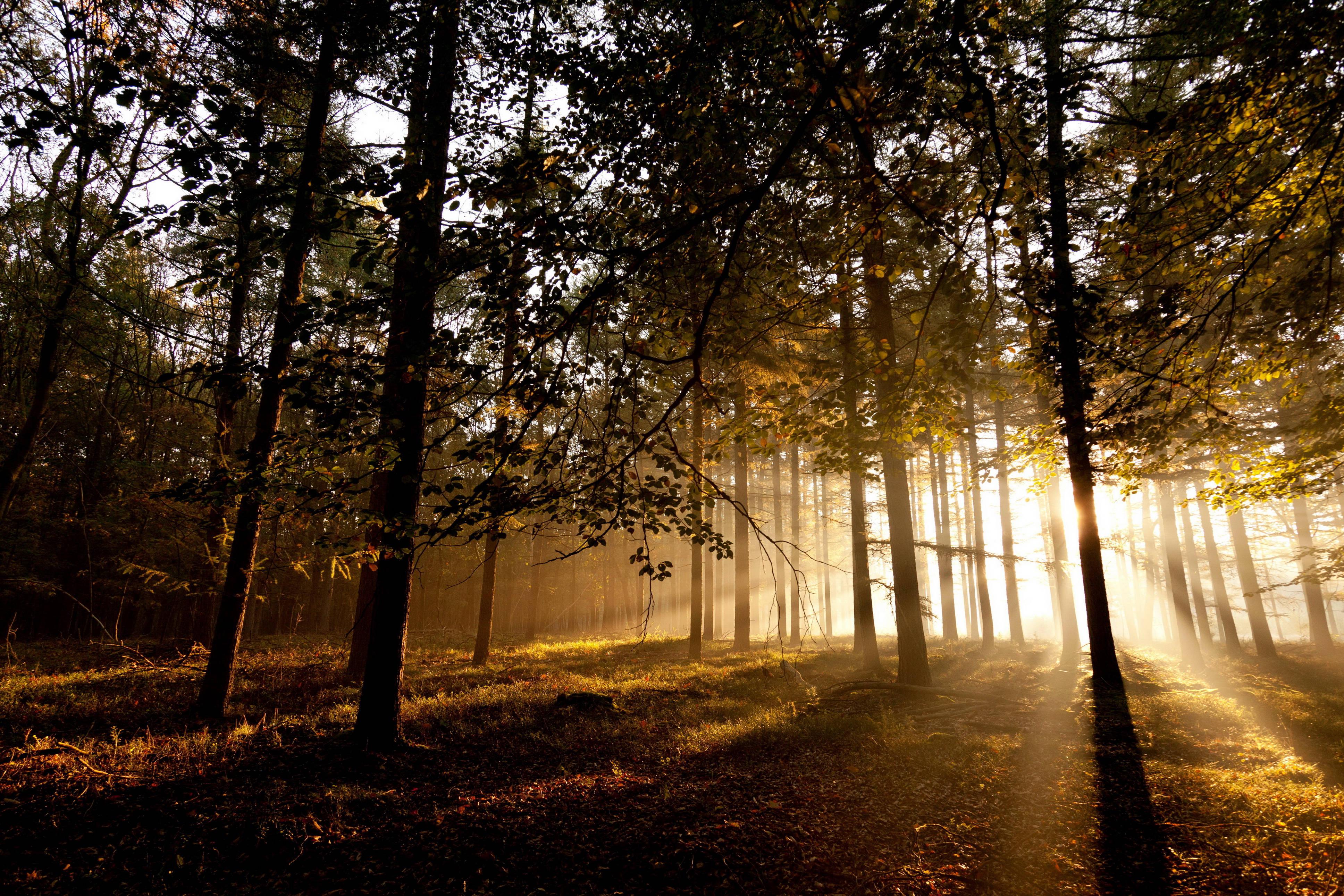 Good Morning Forest Nature — 3872x2581 wallpaper