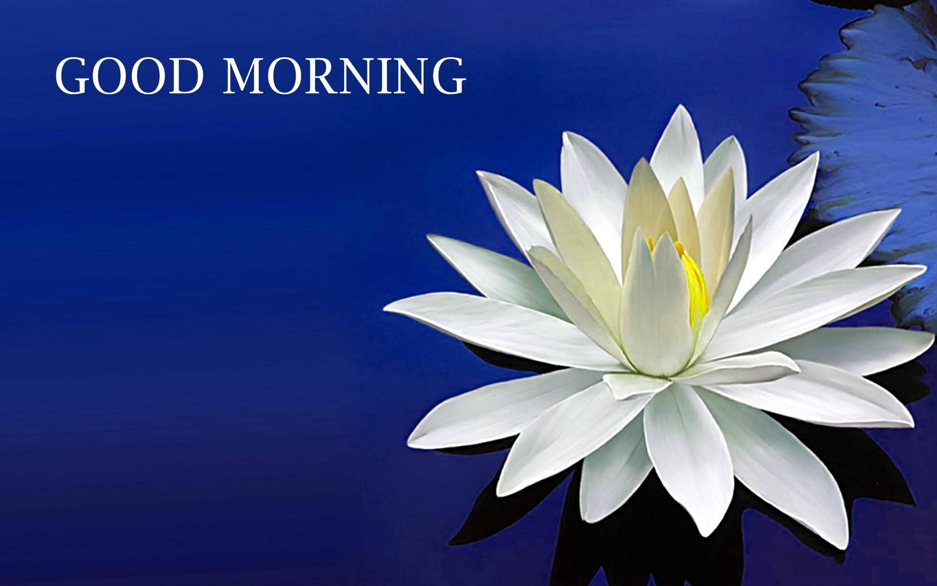 Good Morning Lotus Flower — 1920x1200 wallpaper