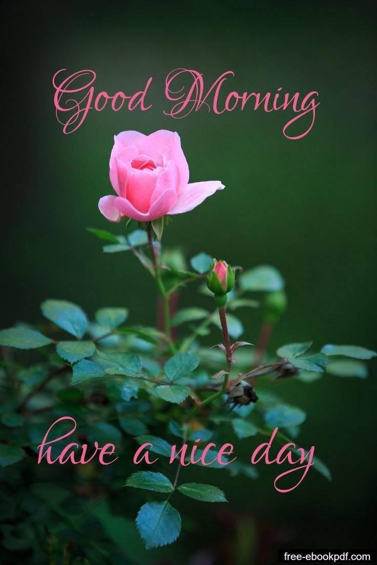 Good Morning Pink Rose — 736x1104 wallpaper