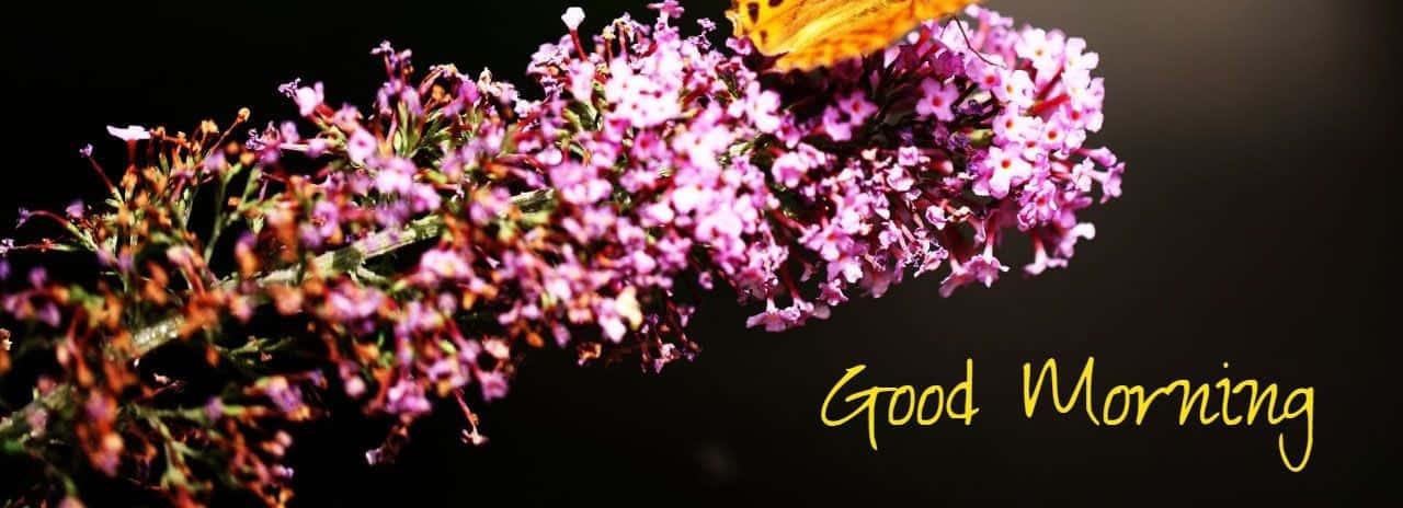 Good Morning Purple Flower Picture — 1280x464 wallpaper