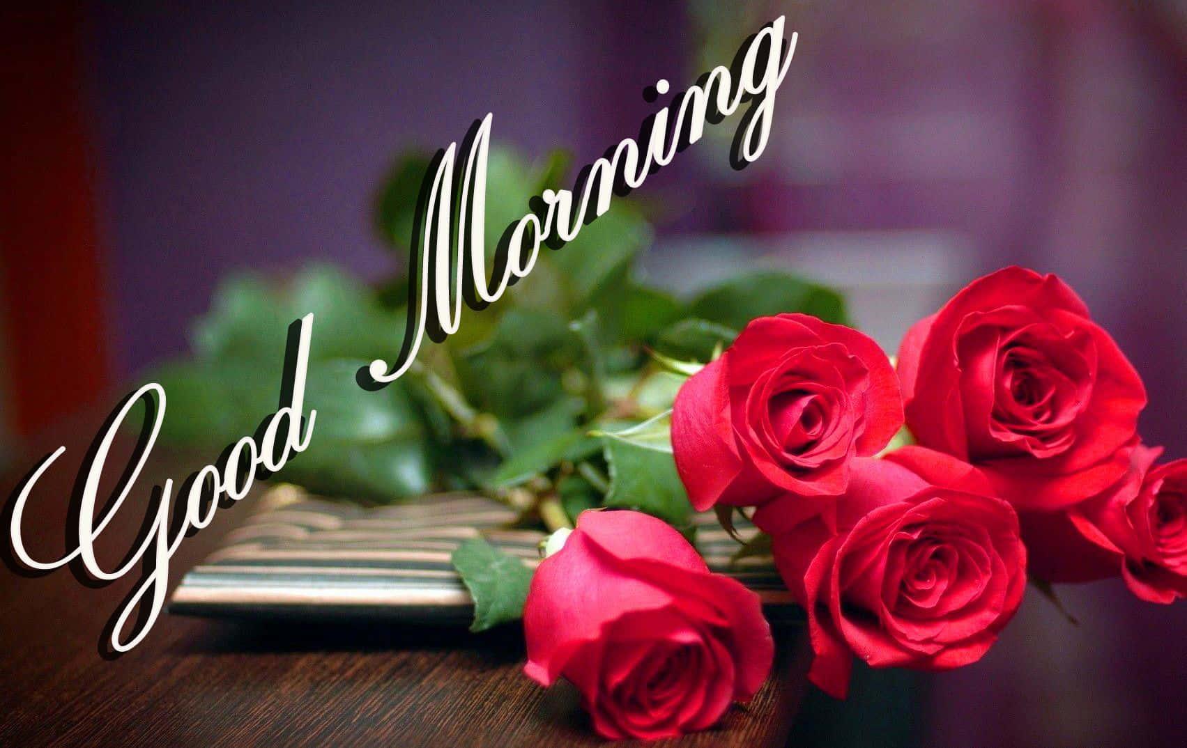 Good Morning Rose Flower Picture — 1703x1074 wallpaper