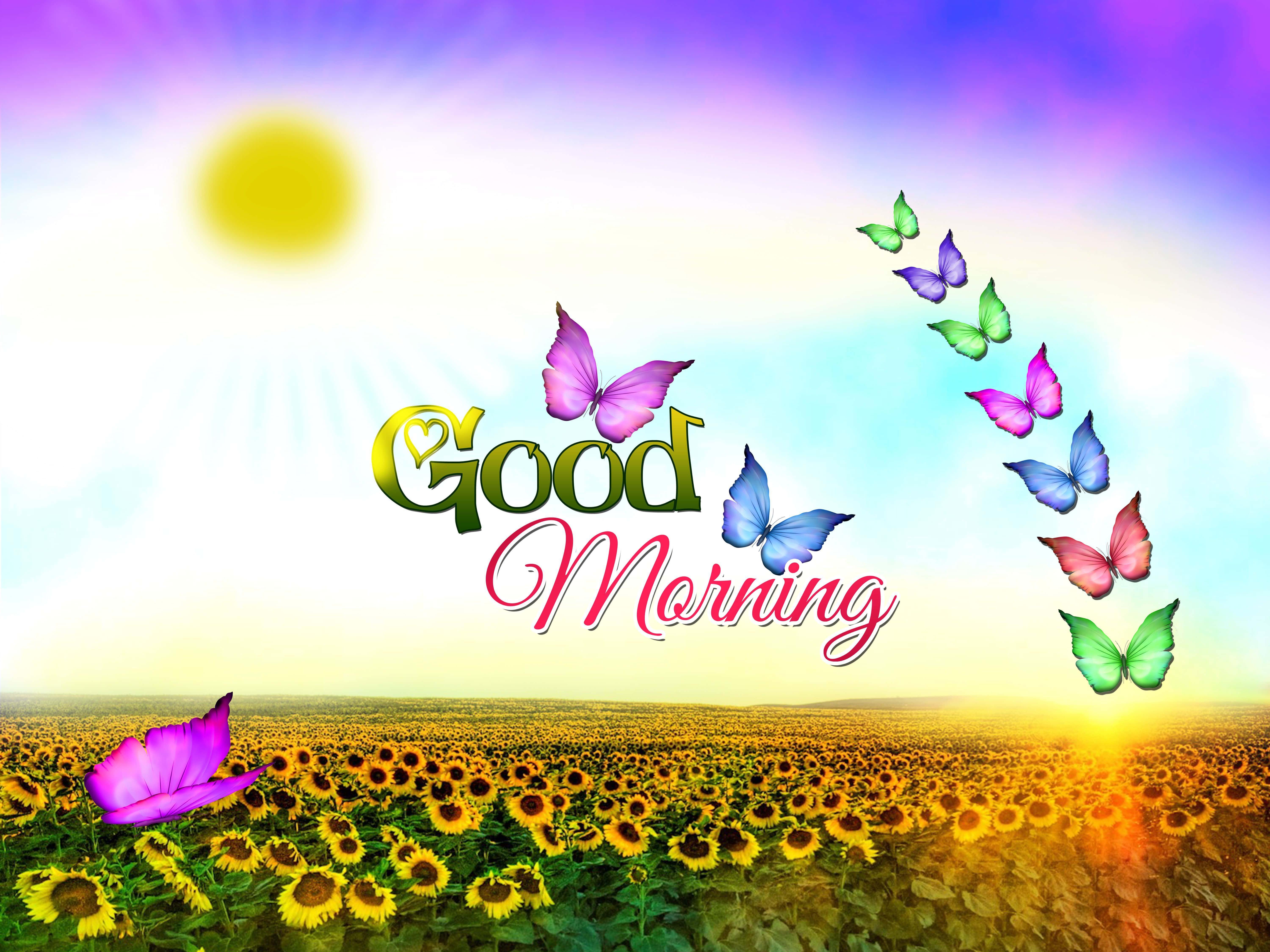 Good Morning Sunflower Field — 6000x4500 wallpaper