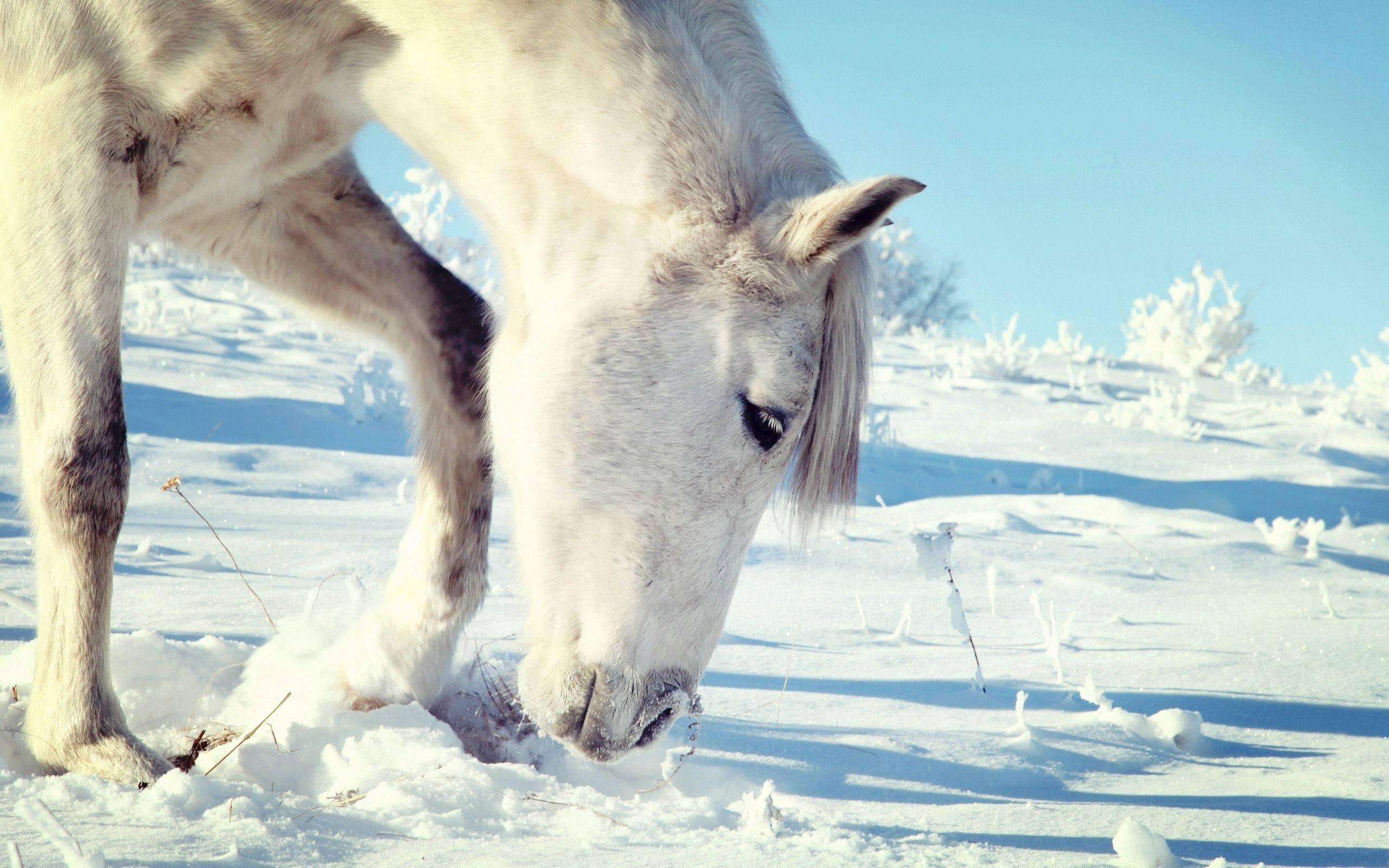 Graceful White Horse Grazing in Snow — 2560x1600 wallpaper