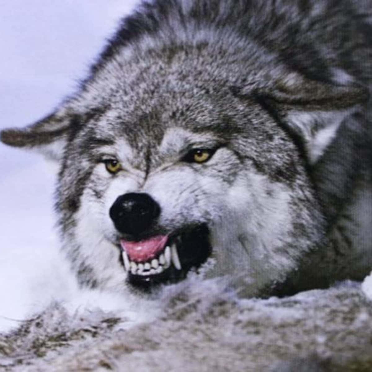 Gray Wolf Staring Contemplatively at Night — 1200x1200 wallpaper