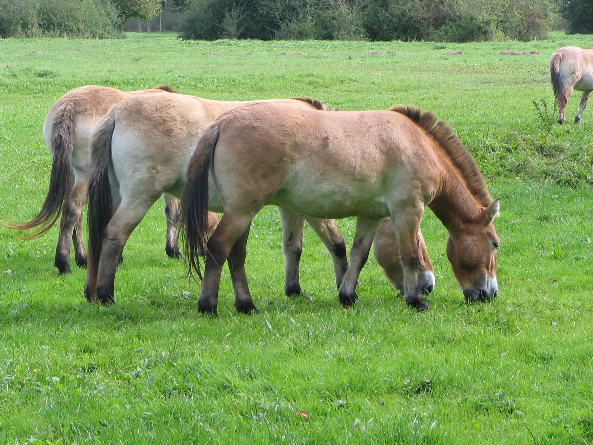 Grazing Przewalski’s Horses — 2048x1536 wallpaper