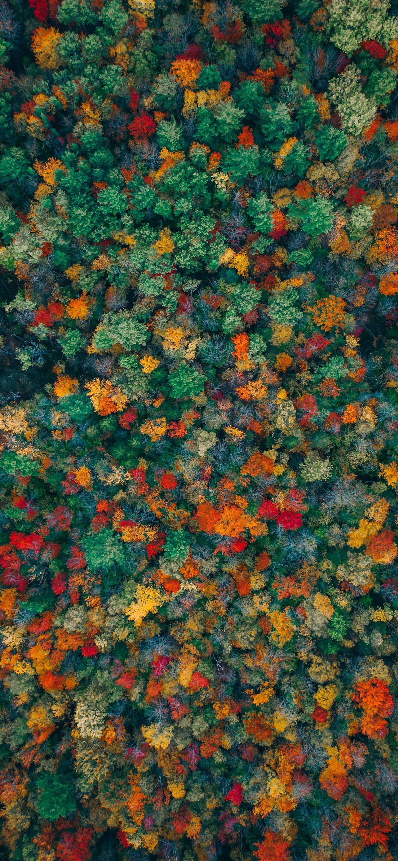 Green And Orange Trees Fall IPhone — 1284x2778 wallpaper