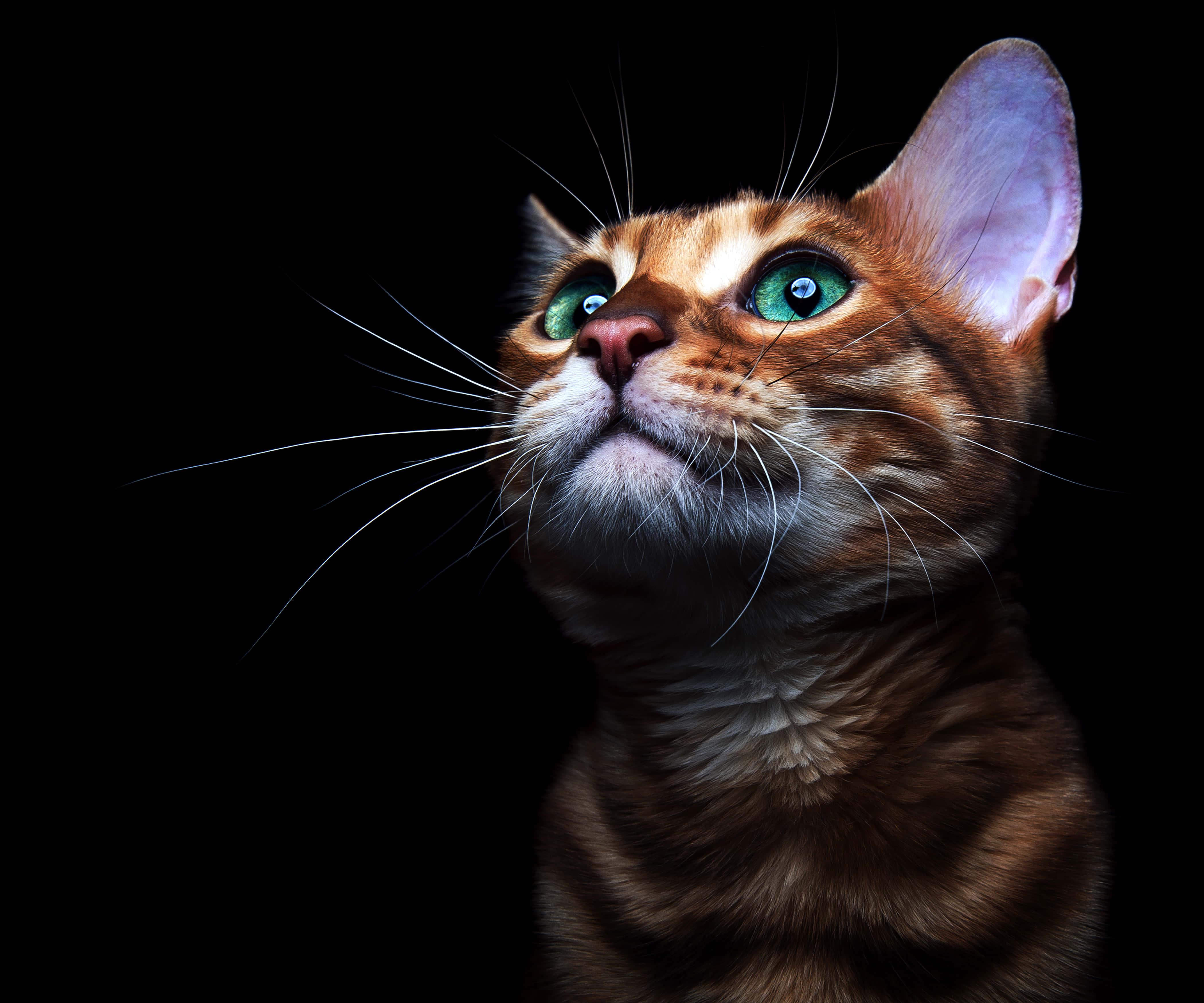 Green Eyes Cute Cat PFP — 4200x3500 wallpaper