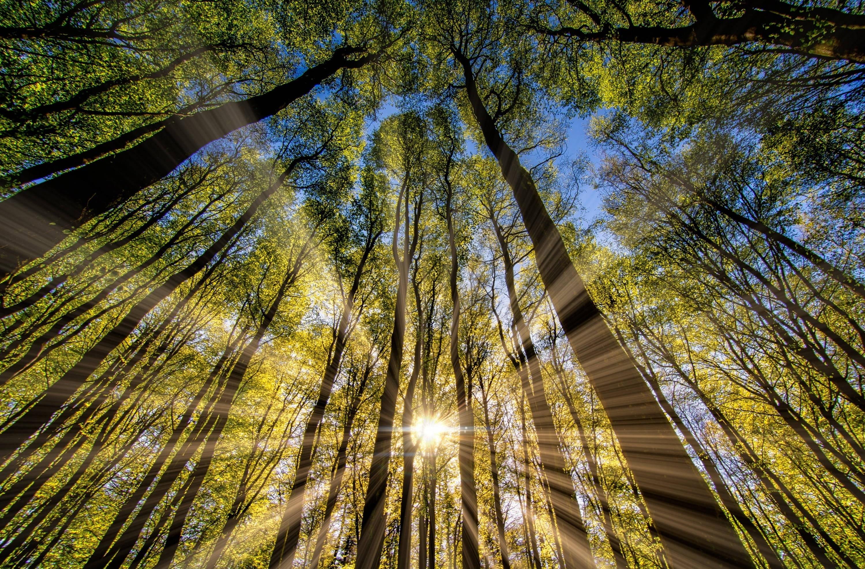 Green Forest In Spring Season — 3000x1973 wallpaper