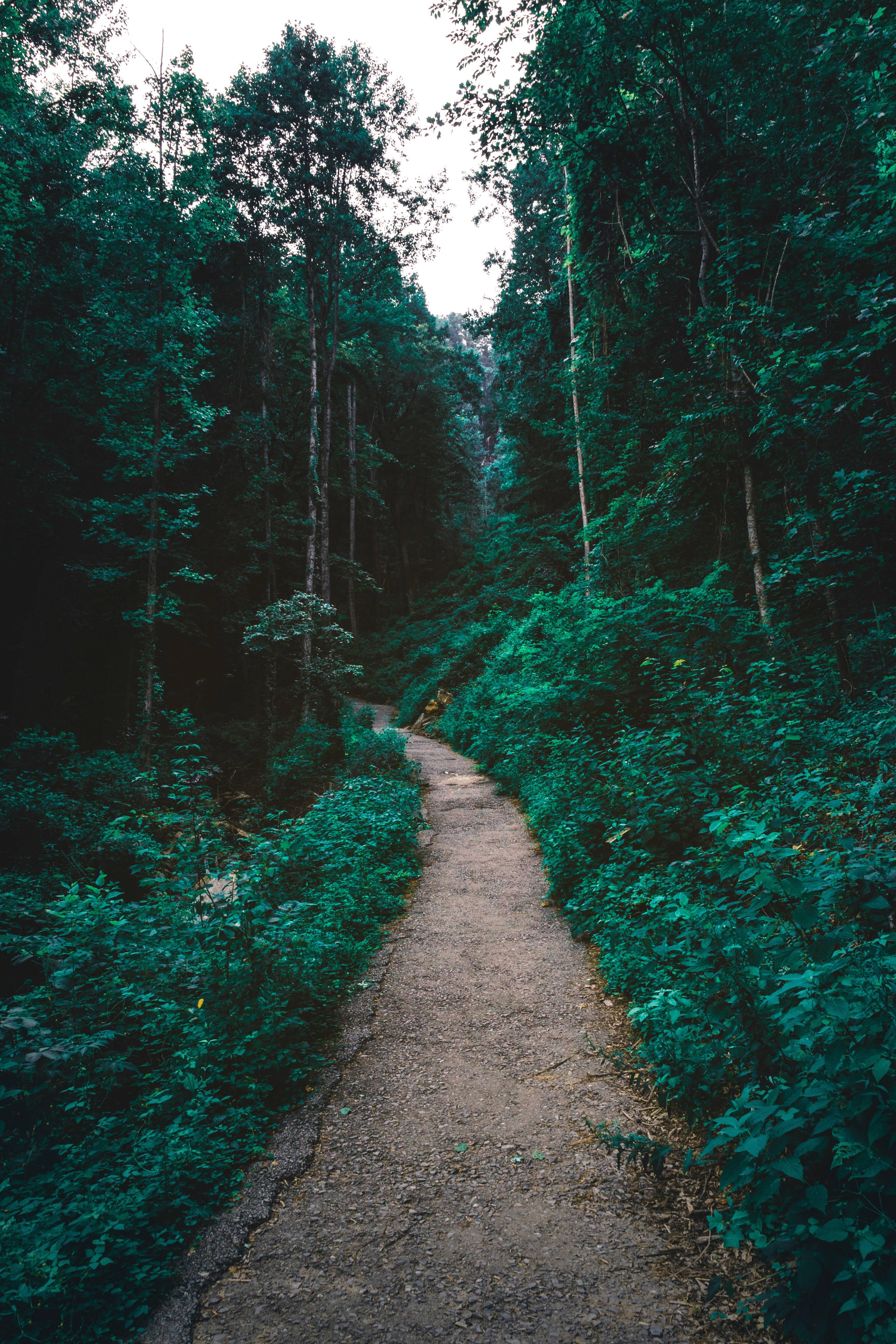 Green Forest Pathway — 3456x5184 wallpaper