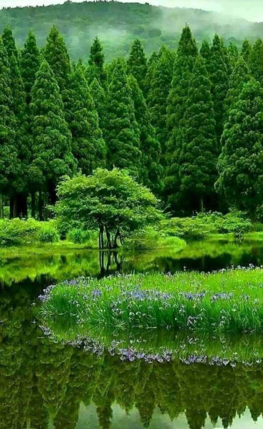 Green Lake Nature Picture — 1080x1763 wallpaper