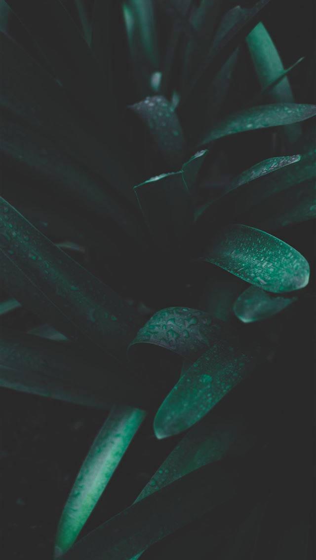 Green Leaves iPhone Dark — 640x1136 wallpaper