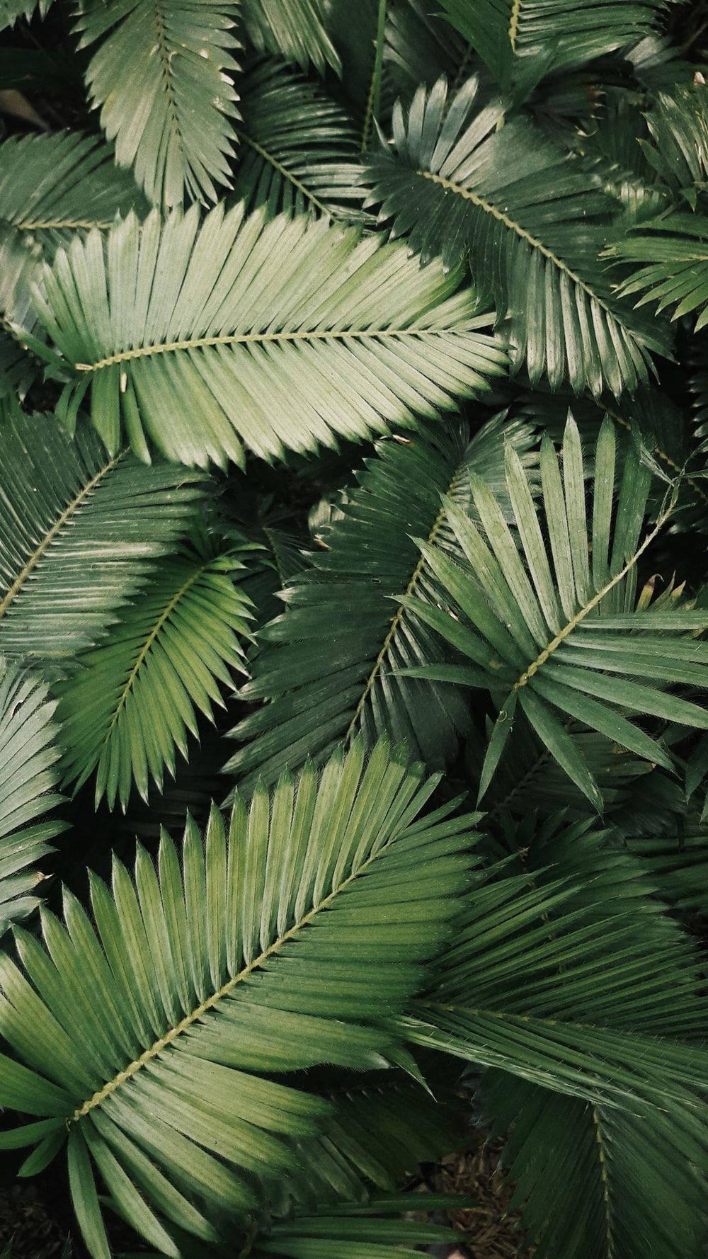 Green Leaves Mobile