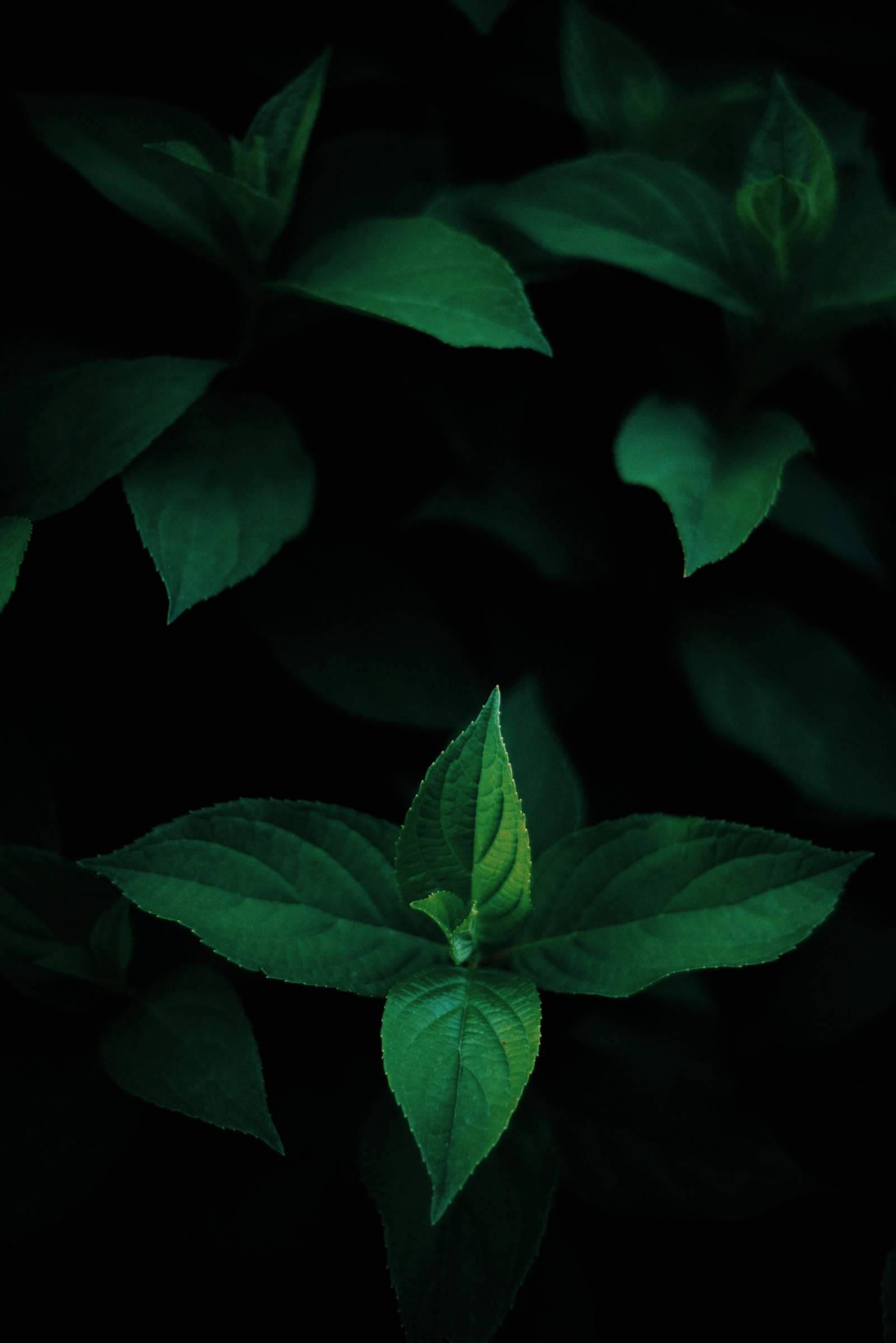 Green Leaves Oled — 1600x2397 wallpaper
