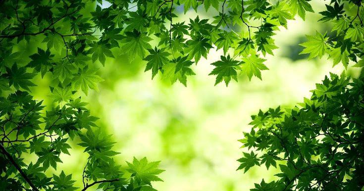Green Maple In Full Desktop Screen Hd — 735x386 wallpaper