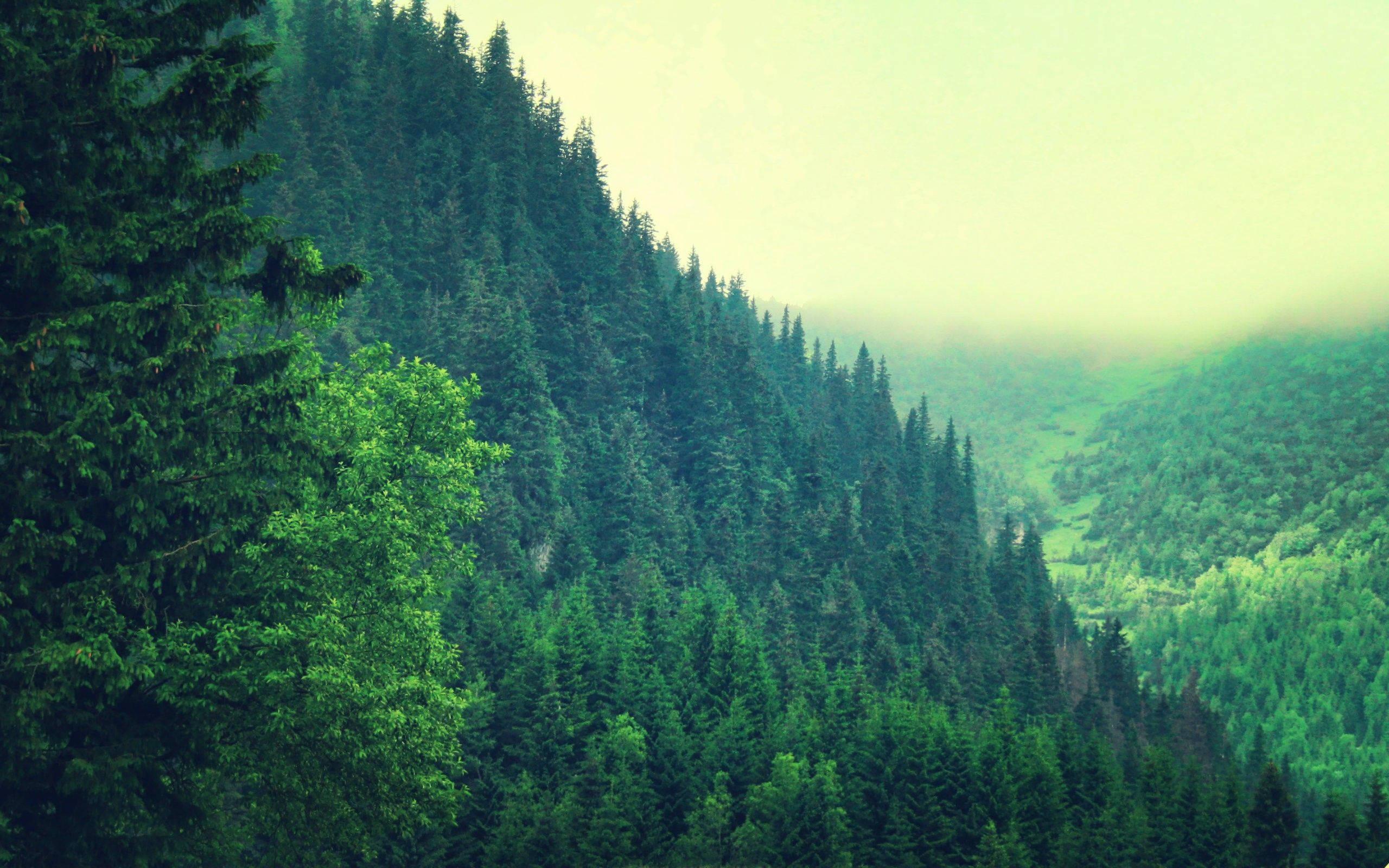 Green Mountain Forest — 2560x1600 wallpaper