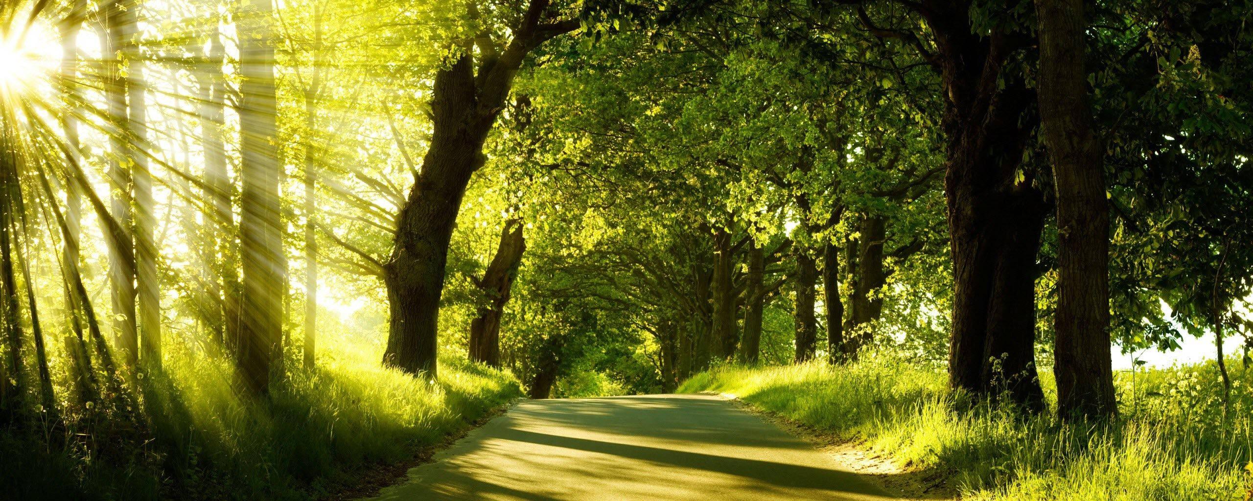 Green Nature Park View — 2560x1024 wallpaper