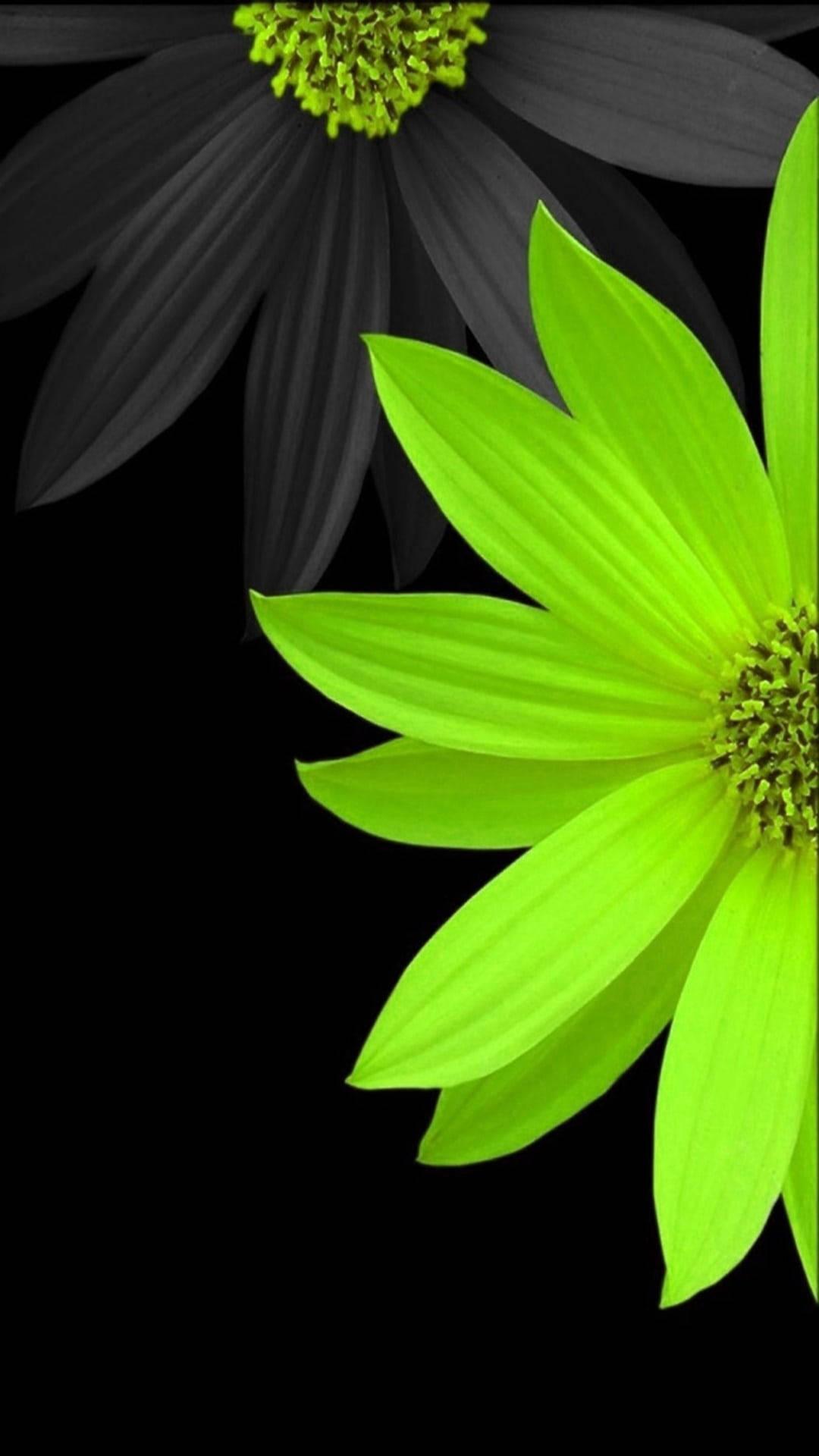 Grey And Yellow Daisies Flower Mobile — 1080x1920 wallpaper