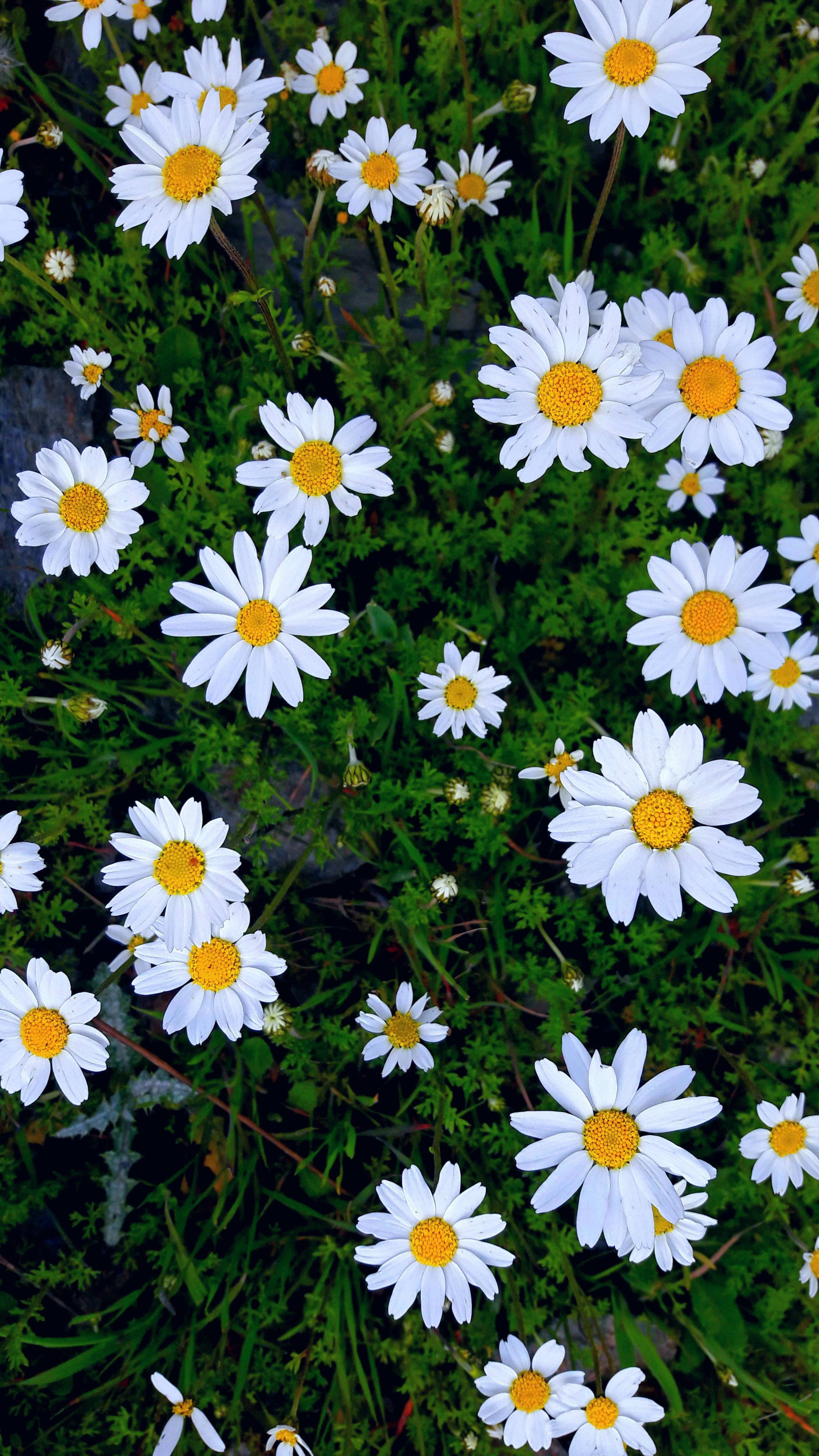 Happy Daisies Flower Mobile — 2322x4128 wallpaper