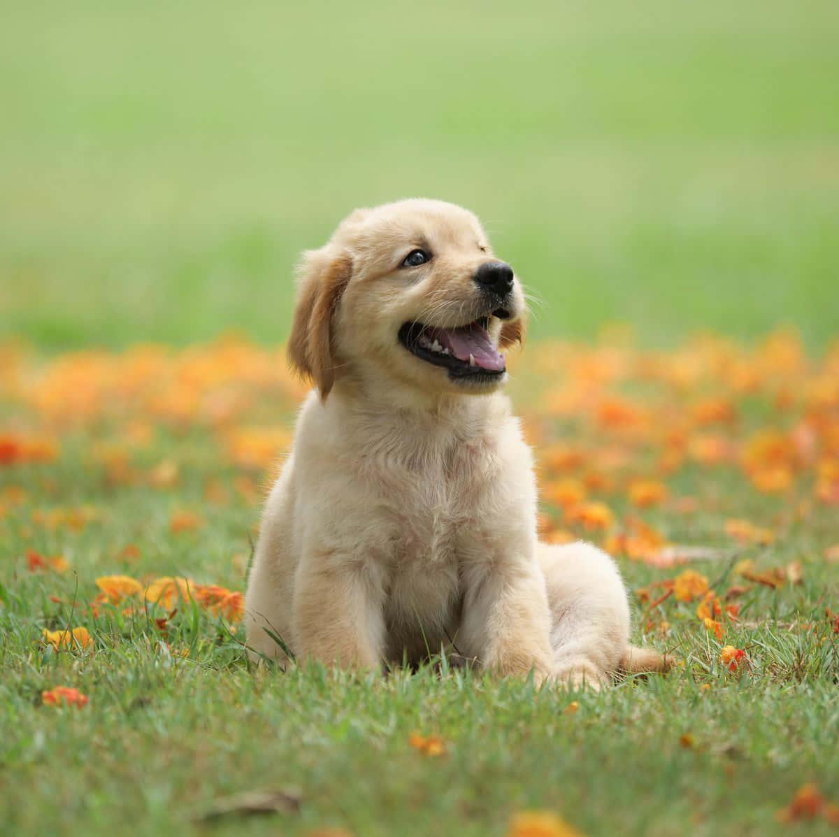 Happy Golden Retriever Puppy Picture — 1200x1197 wallpaper