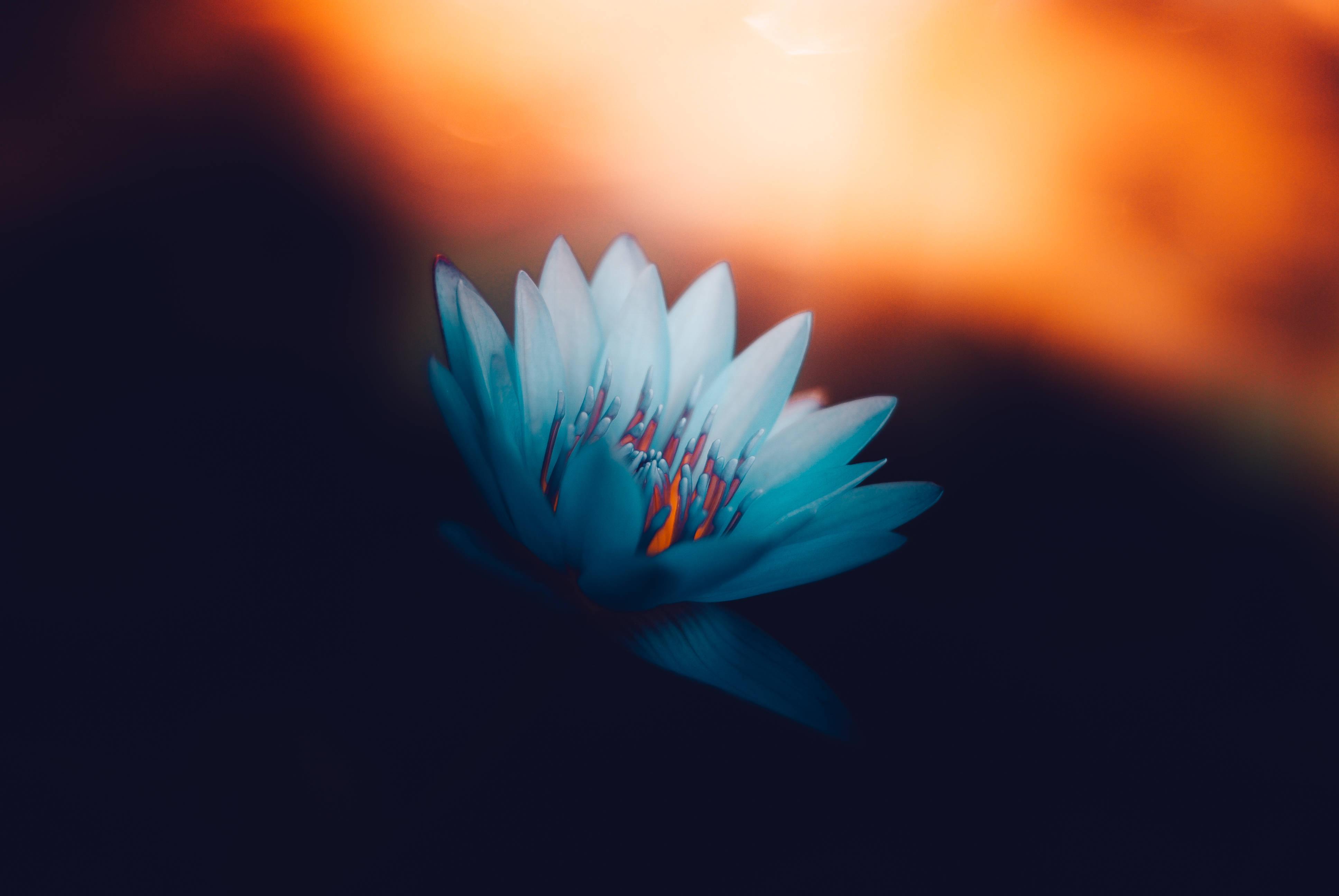 HD White Lotus Flower Painting — 3872x2592 wallpaper